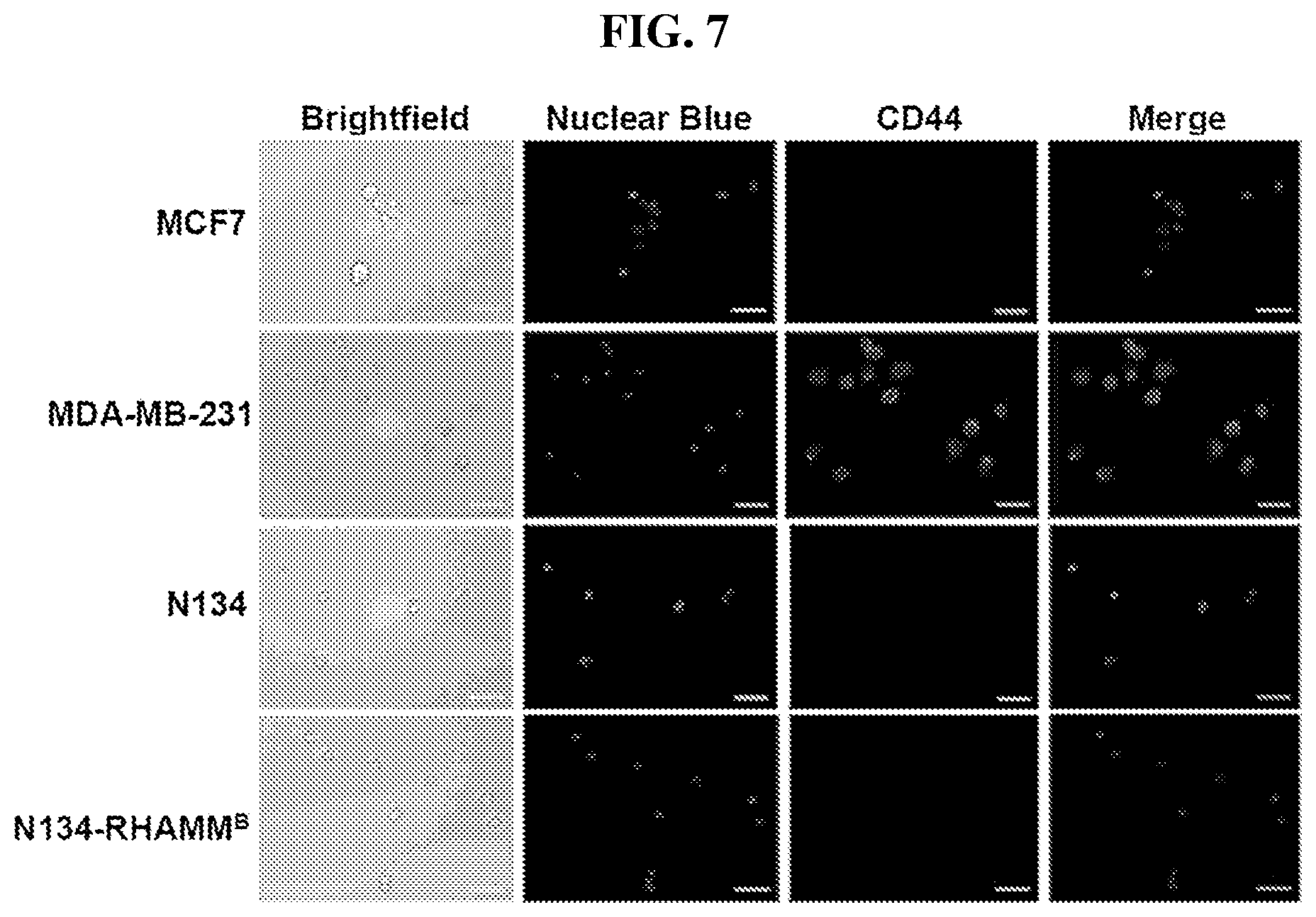 Patent US12616715 Figure 16 – Nanotherapy targeting RHAMM-positive tumors