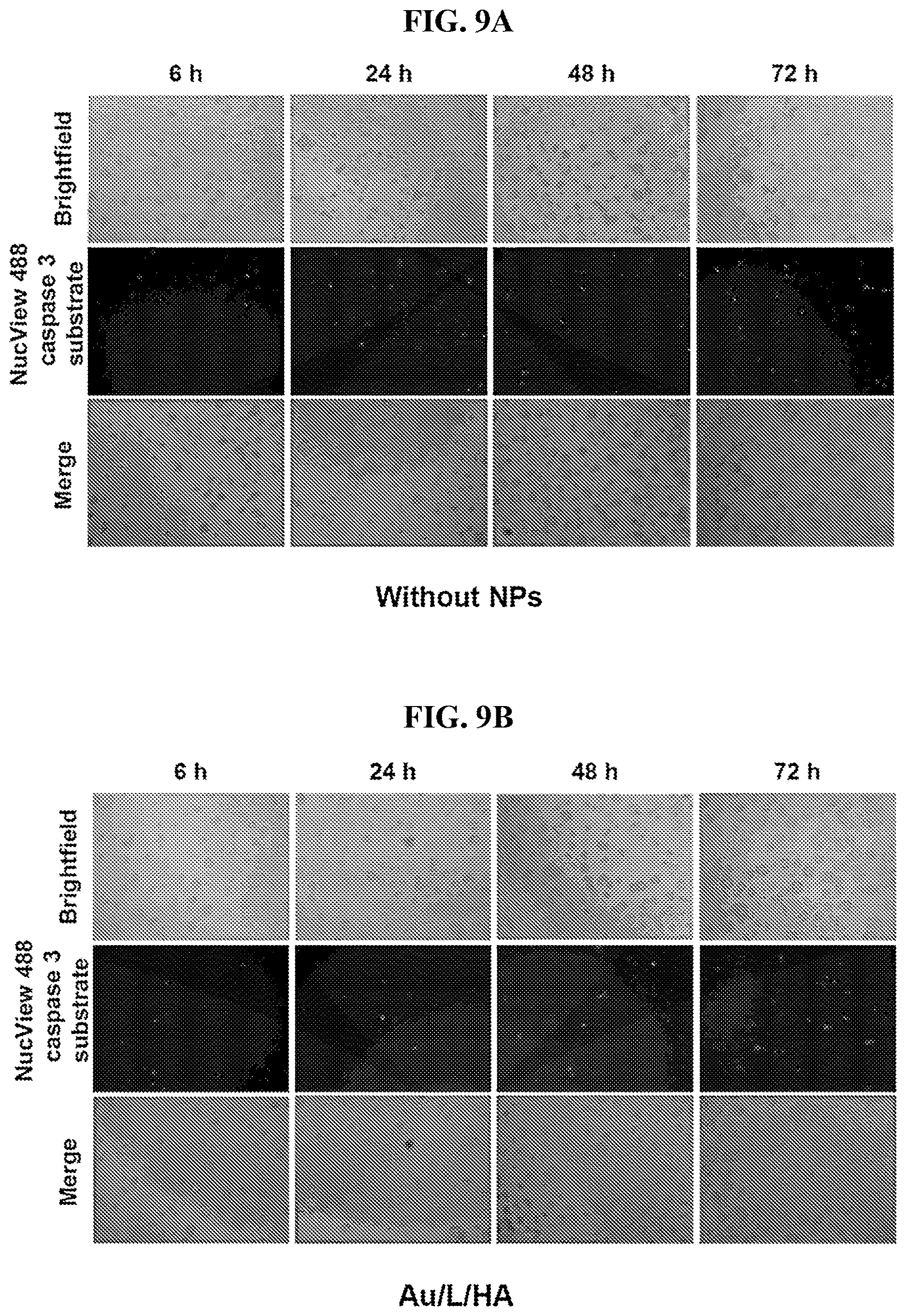 Patent US12616715 Figure 18 – Nanotherapy targeting RHAMM-positive tumors