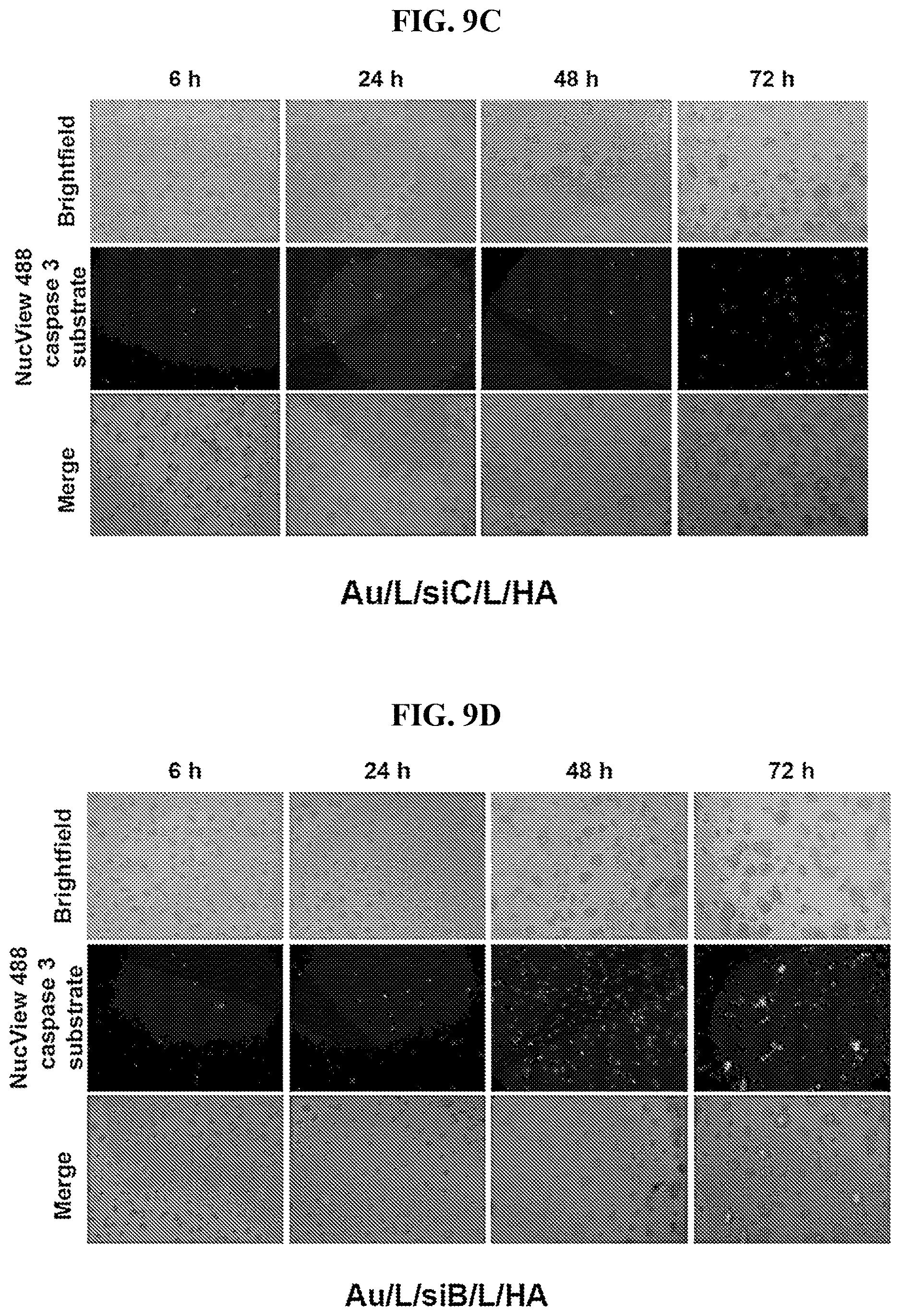 Patent US12616715 Figure 19 – Nanotherapy targeting RHAMM-positive tumors