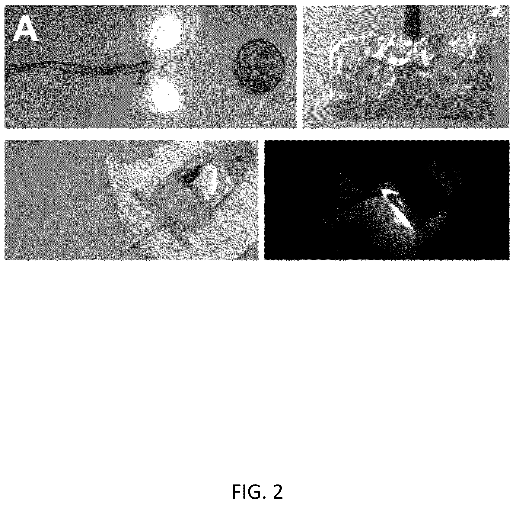 Patent US12616718 Figure 2 – Photosynthetic cellular substances and methods of use thereof