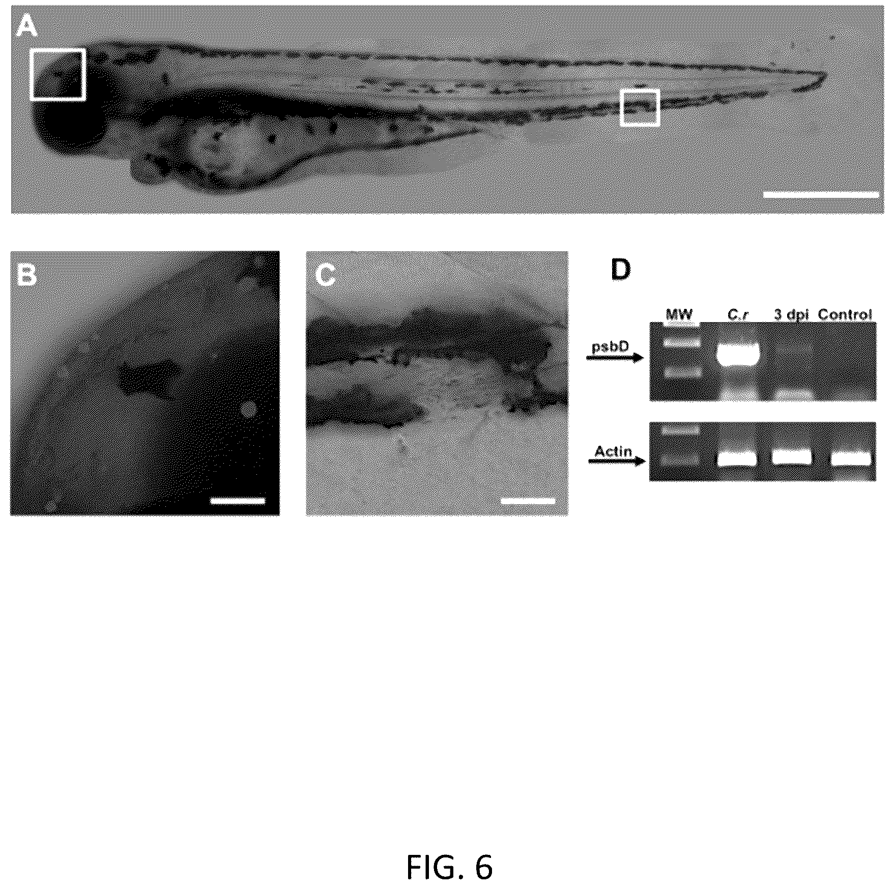 Patent US12616718 Figure 6 – Photosynthetic cellular substances and methods of use thereof
