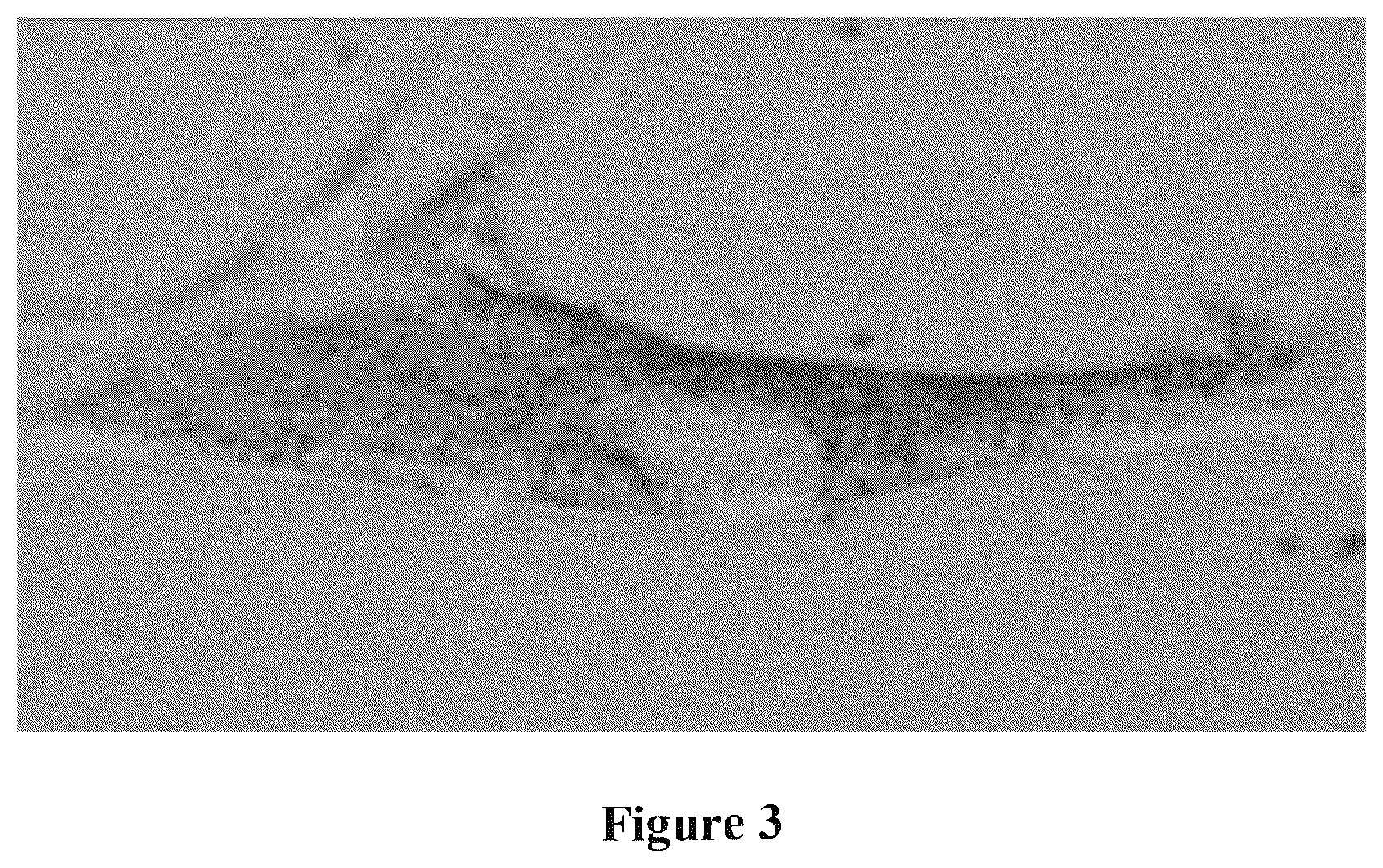 Patent US12616720 Figure 3 – Cell preparation for extemporaneous use, useful for healing and rejuvenation in vivo