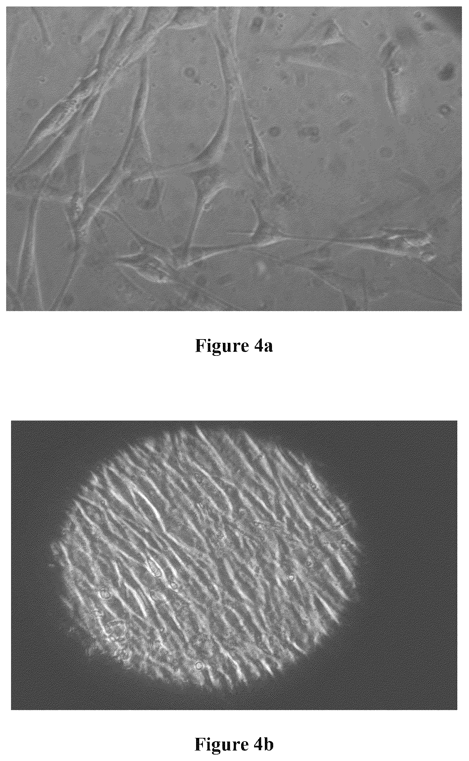 Patent US12616720 Figure 4 – Cell preparation for extemporaneous use, useful for healing and rejuvenation in vivo