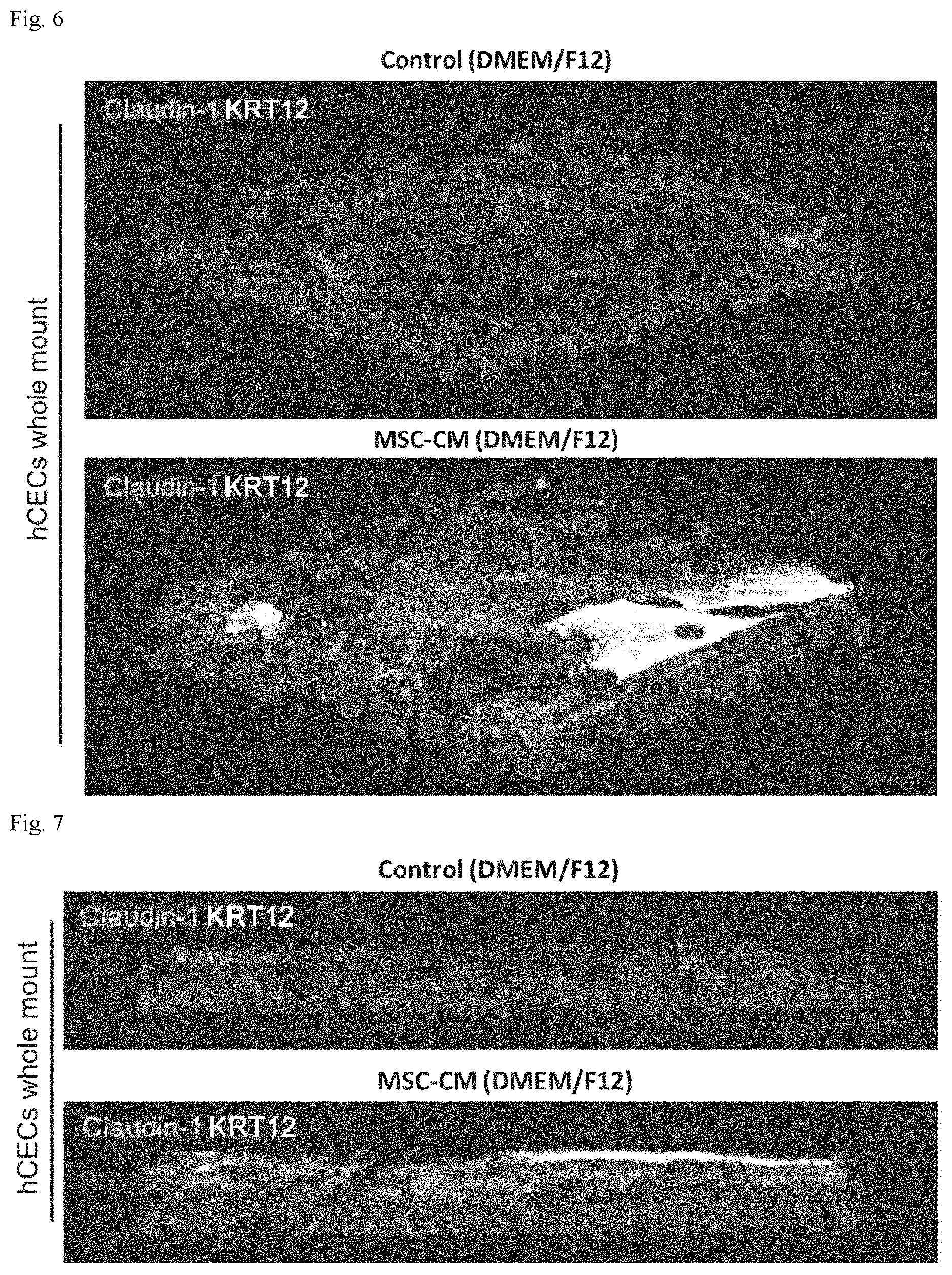 Patent US12616721 Figure 4 – Stratified squamous epithelial cell normal differentiation and maturation promoting agent, epithelial disease therapeutic agent, and stratified squamous epithelial cell normal differentiation and maturation promoting method