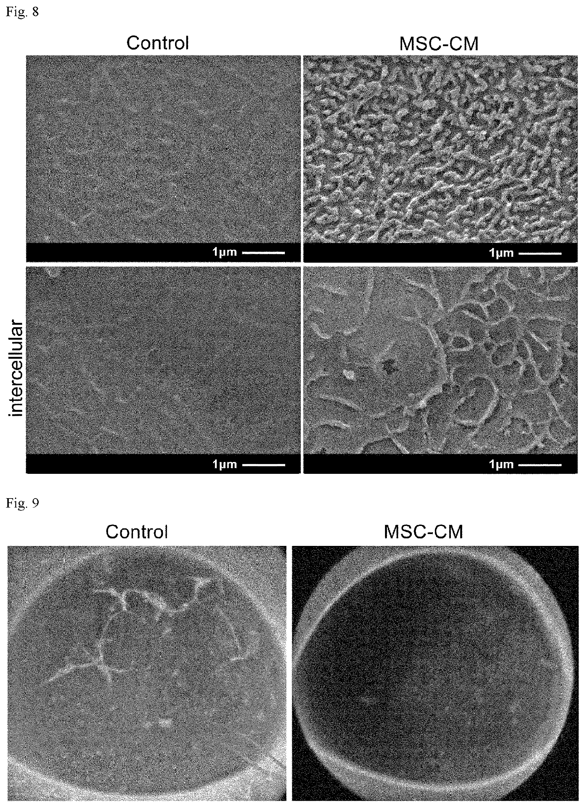 Patent US12616721 Figure 5 – Stratified squamous epithelial cell normal differentiation and maturation promoting agent, epithelial disease therapeutic agent, and stratified squamous epithelial cell normal differentiation and maturation promoting method
