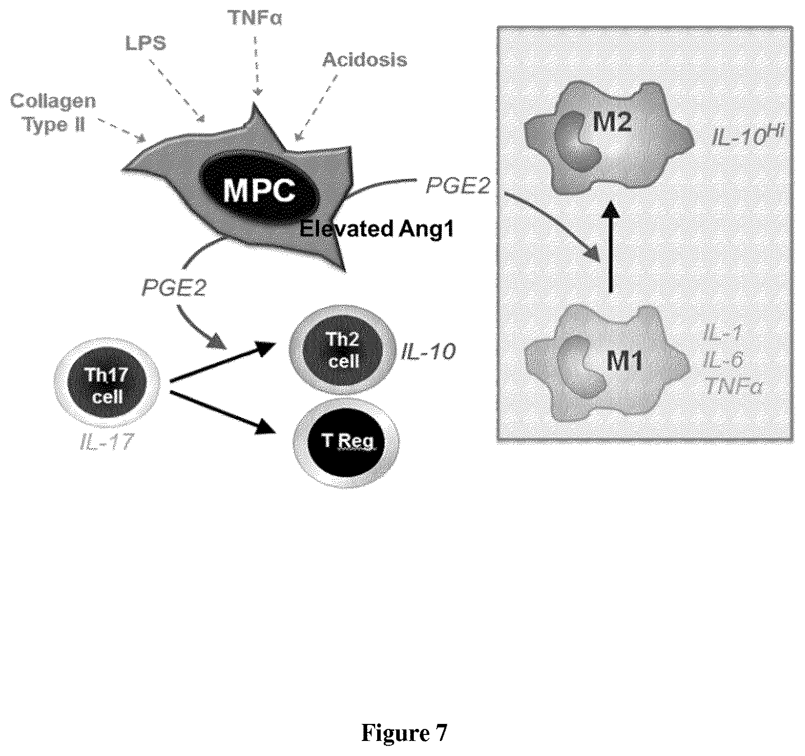 Patent US12616722 Figure 7 – Treatment of immune disorders