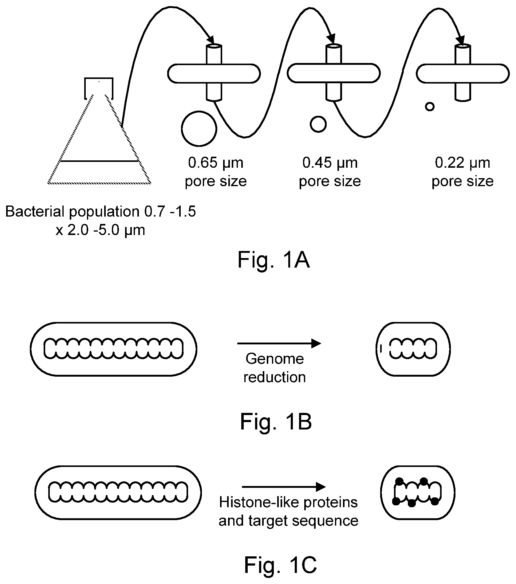 Patent US12616723 Figure 1 – Modified bacteria having improved pharmacokinetics and tumor colonization enhancing antitumor activity