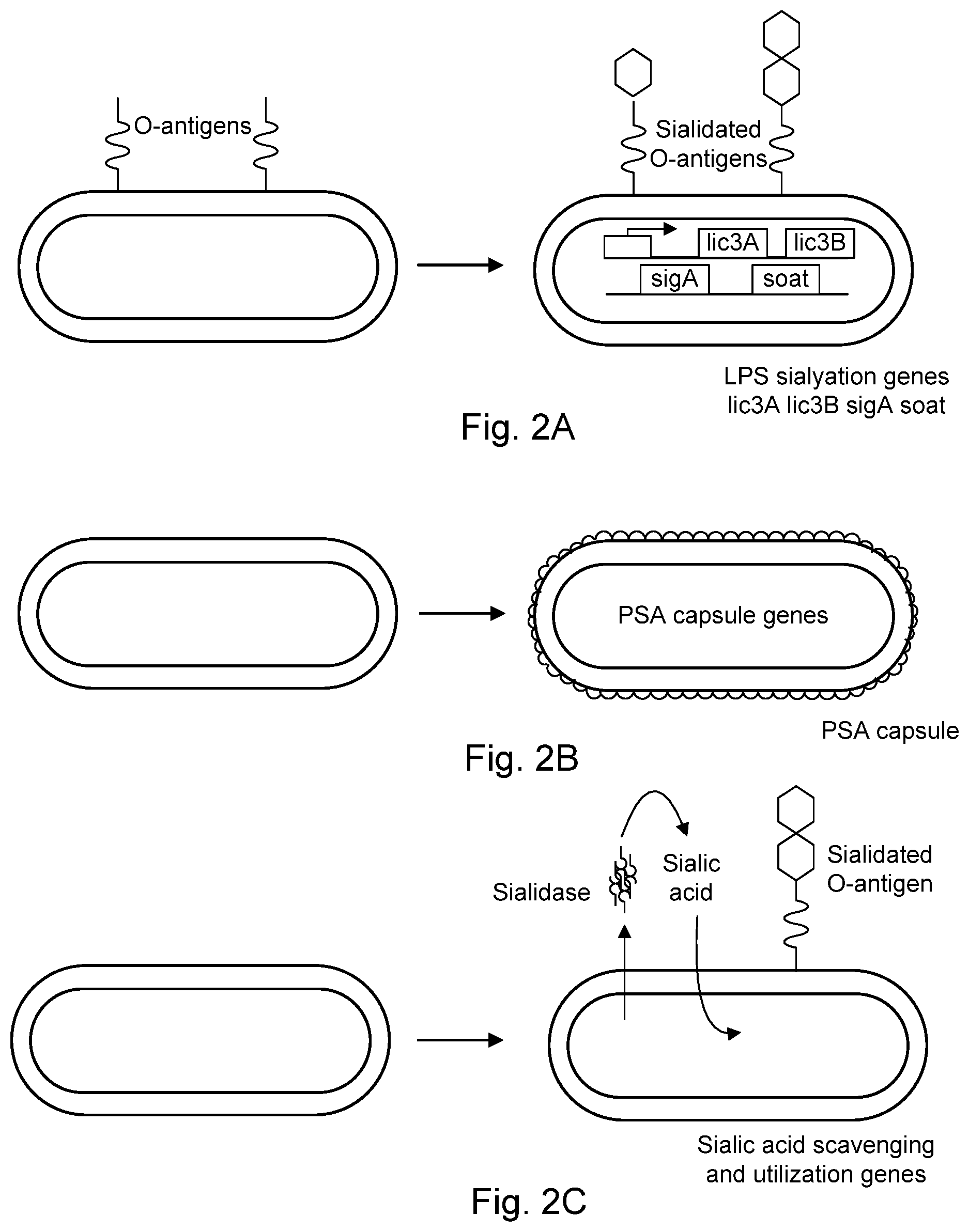 Patent US12616723 Figure 2 – Modified bacteria having improved pharmacokinetics and tumor colonization enhancing antitumor activity