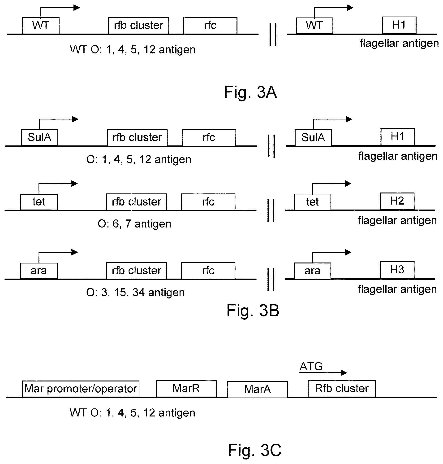 Patent US12616723 Figure 3 – Modified bacteria having improved pharmacokinetics and tumor colonization enhancing antitumor activity