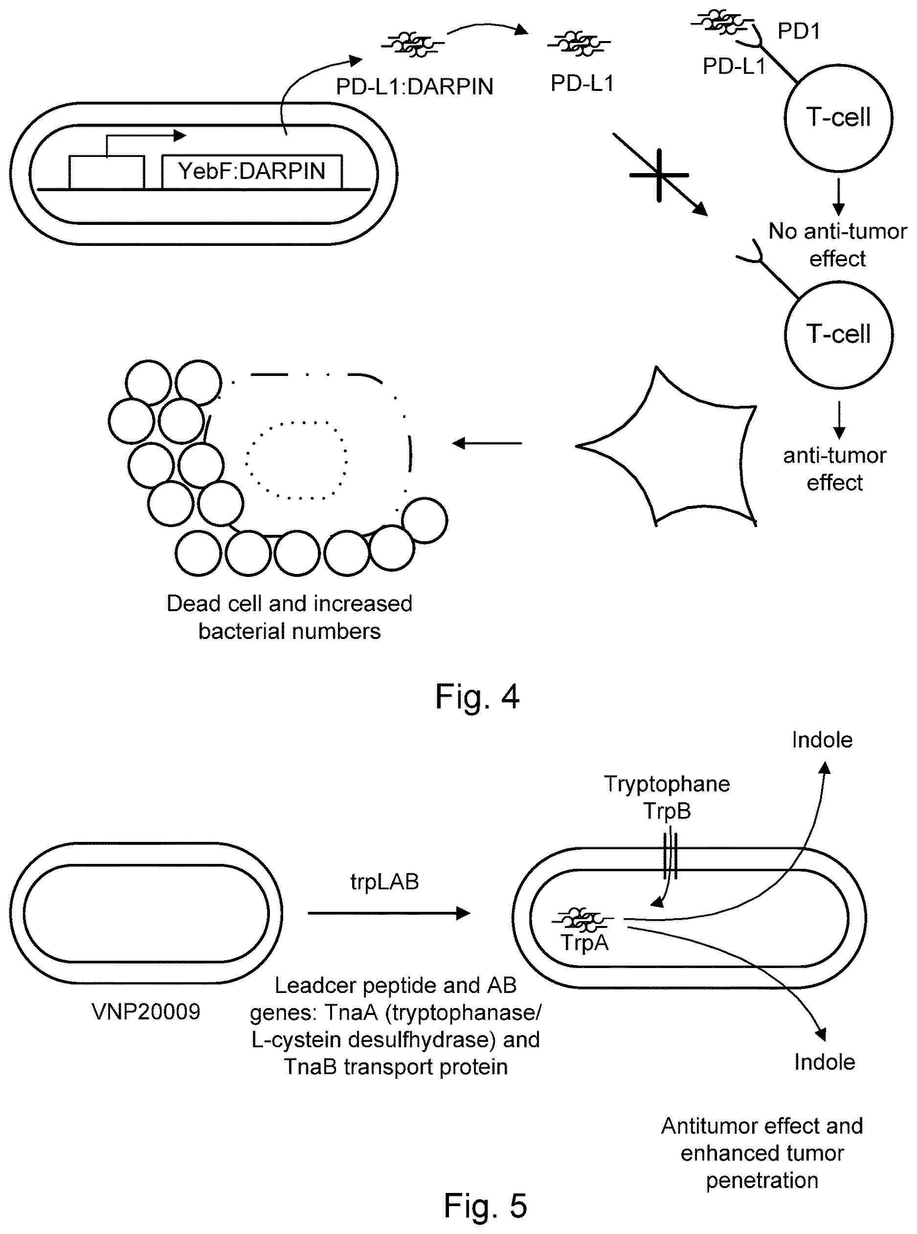Patent US12616723 Figure 4 – Modified bacteria having improved pharmacokinetics and tumor colonization enhancing antitumor activity