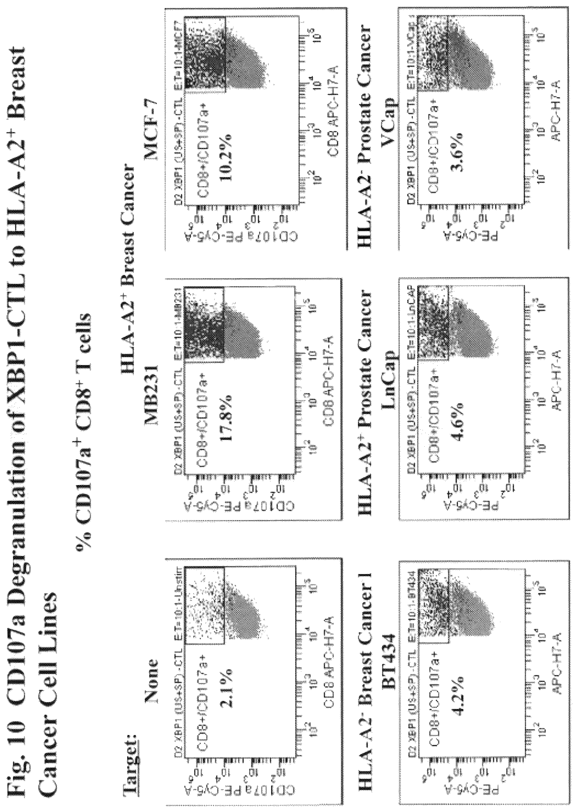 Patent US12616733 Figure 13 – XBP1, CD138, and CS1 peptides, pharmaceutical compositions that include the peptides, and methods of using such peptides and compositions