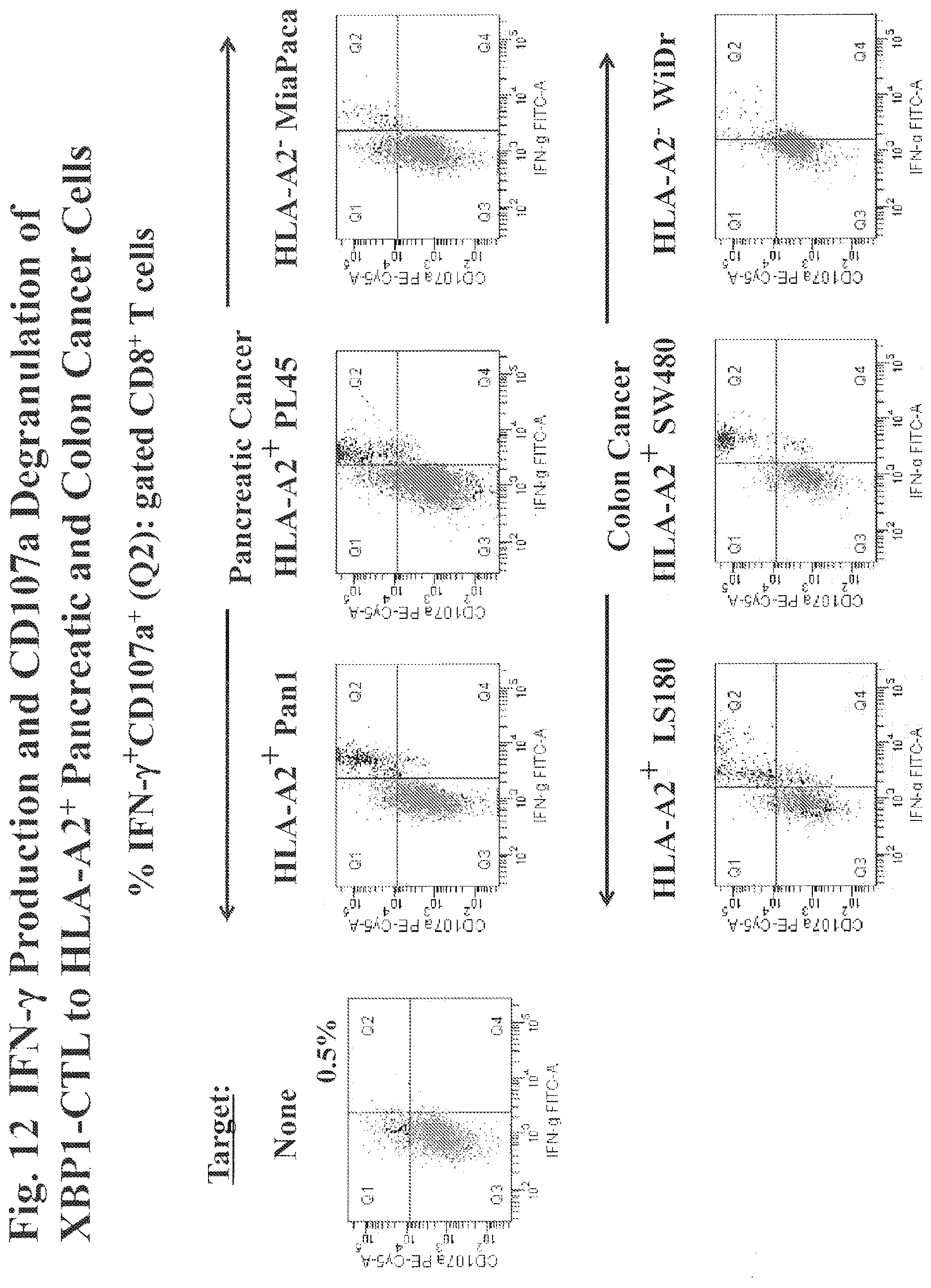 Patent US12616733 Figure 15 – XBP1, CD138, and CS1 peptides, pharmaceutical compositions that include the peptides, and methods of using such peptides and compositions