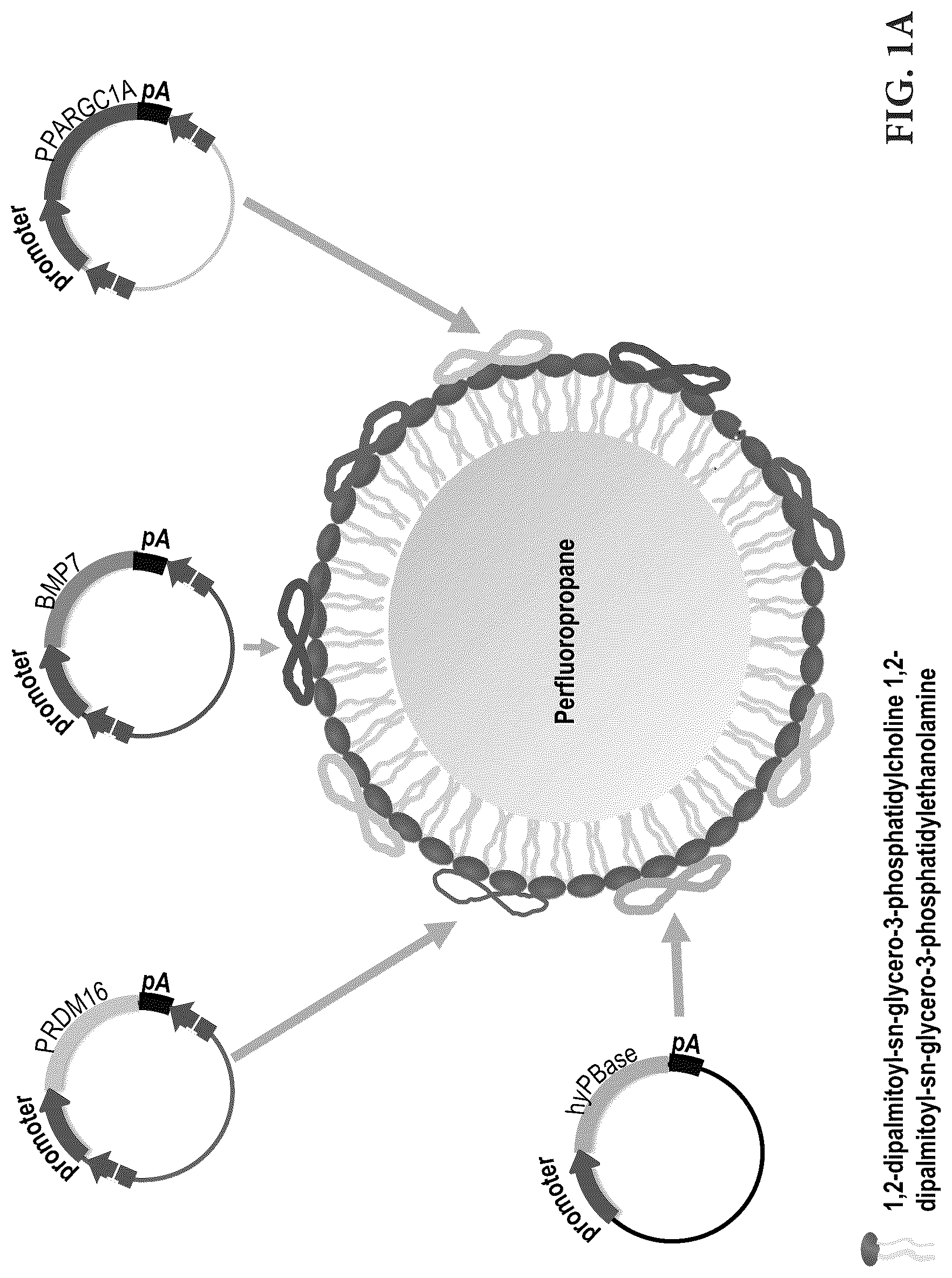 Patent US12616735 Figure 1 – Compositions and methods of controlling expression of thermogenin (UCP-1) in skeletal muscles