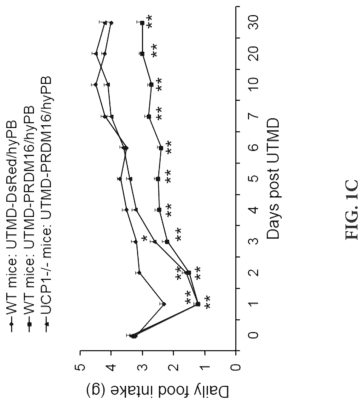 Patent US12616735 Figure 3 – Compositions and methods of controlling expression of thermogenin (UCP-1) in skeletal muscles