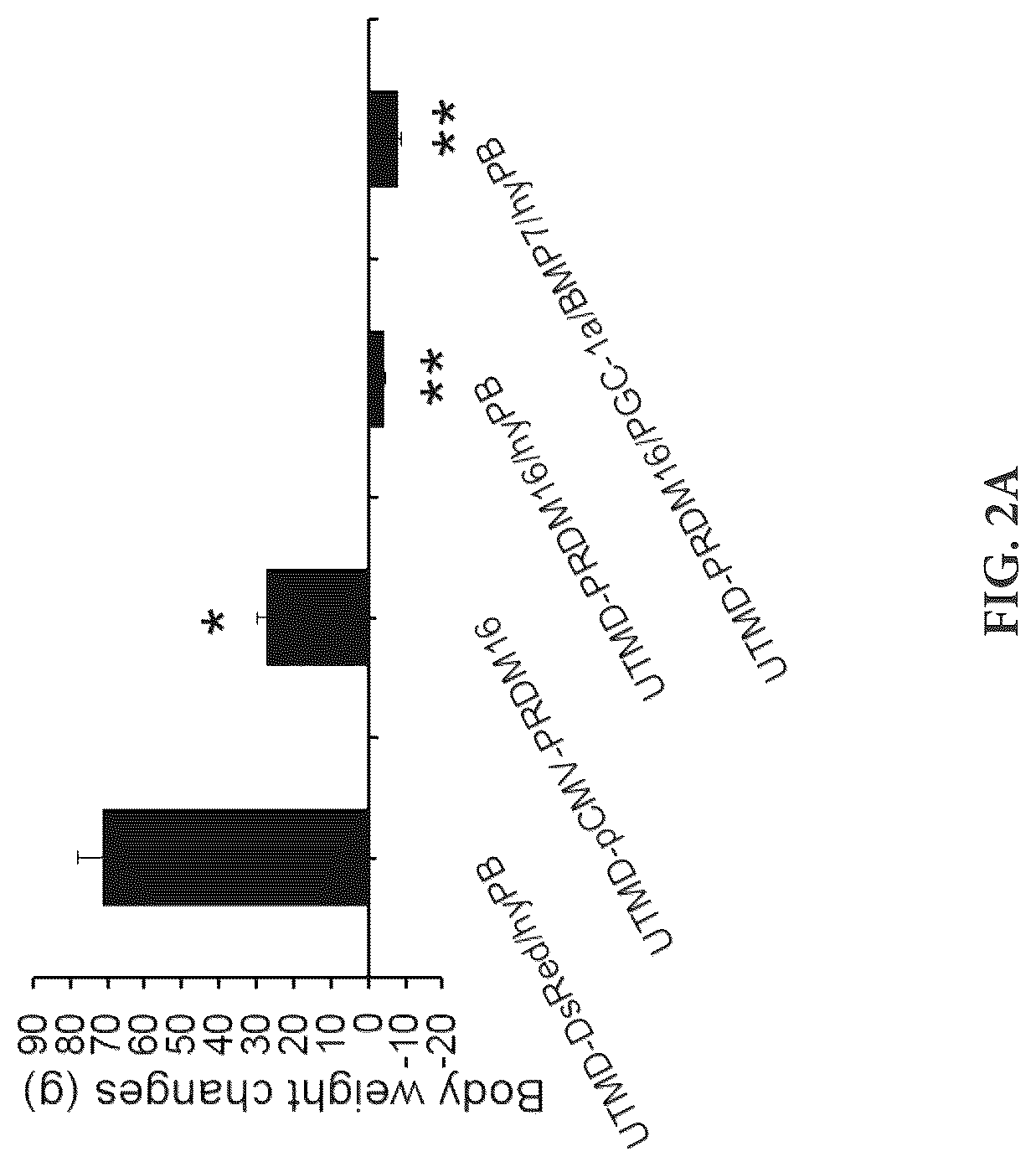 Patent US12616735 Figure 6 – Compositions and methods of controlling expression of thermogenin (UCP-1) in skeletal muscles