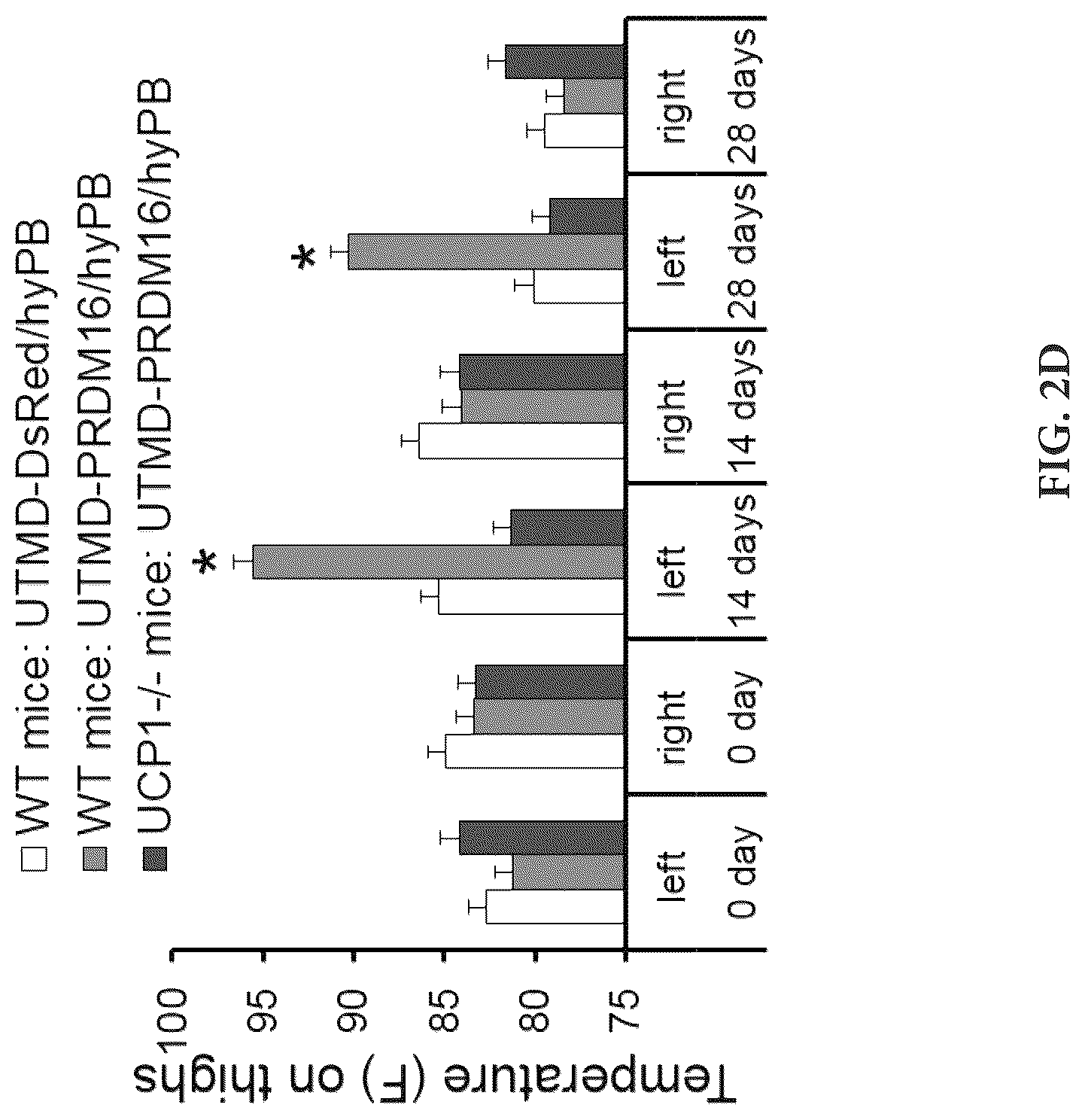 Patent US12616735 Figure 9 – Compositions and methods of controlling expression of thermogenin (UCP-1) in skeletal muscles