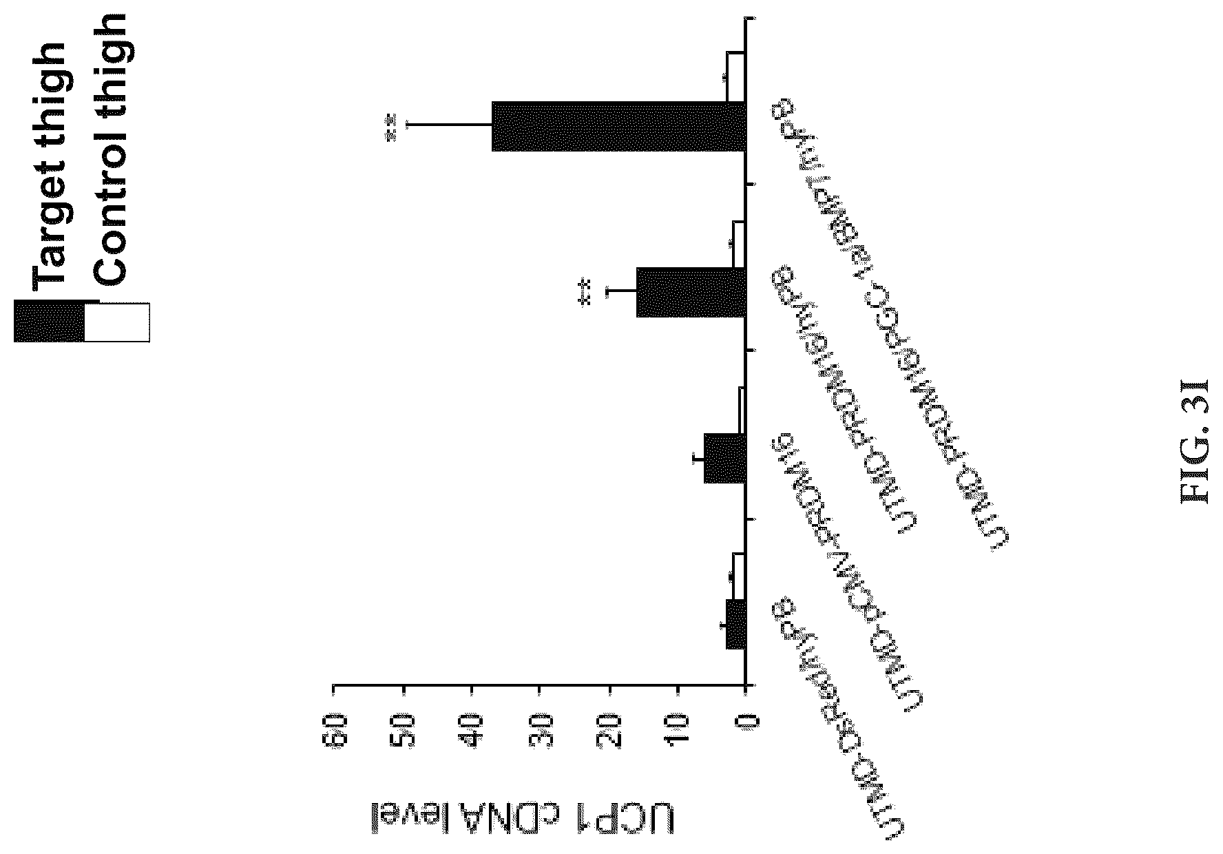 Patent US12616735 Figure 12 – Compositions and methods of controlling expression of thermogenin (UCP-1) in skeletal muscles