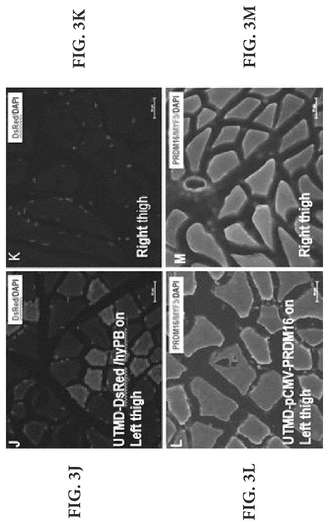 Patent US12616735 Figure 13 – Compositions and methods of controlling expression of thermogenin (UCP-1) in skeletal muscles