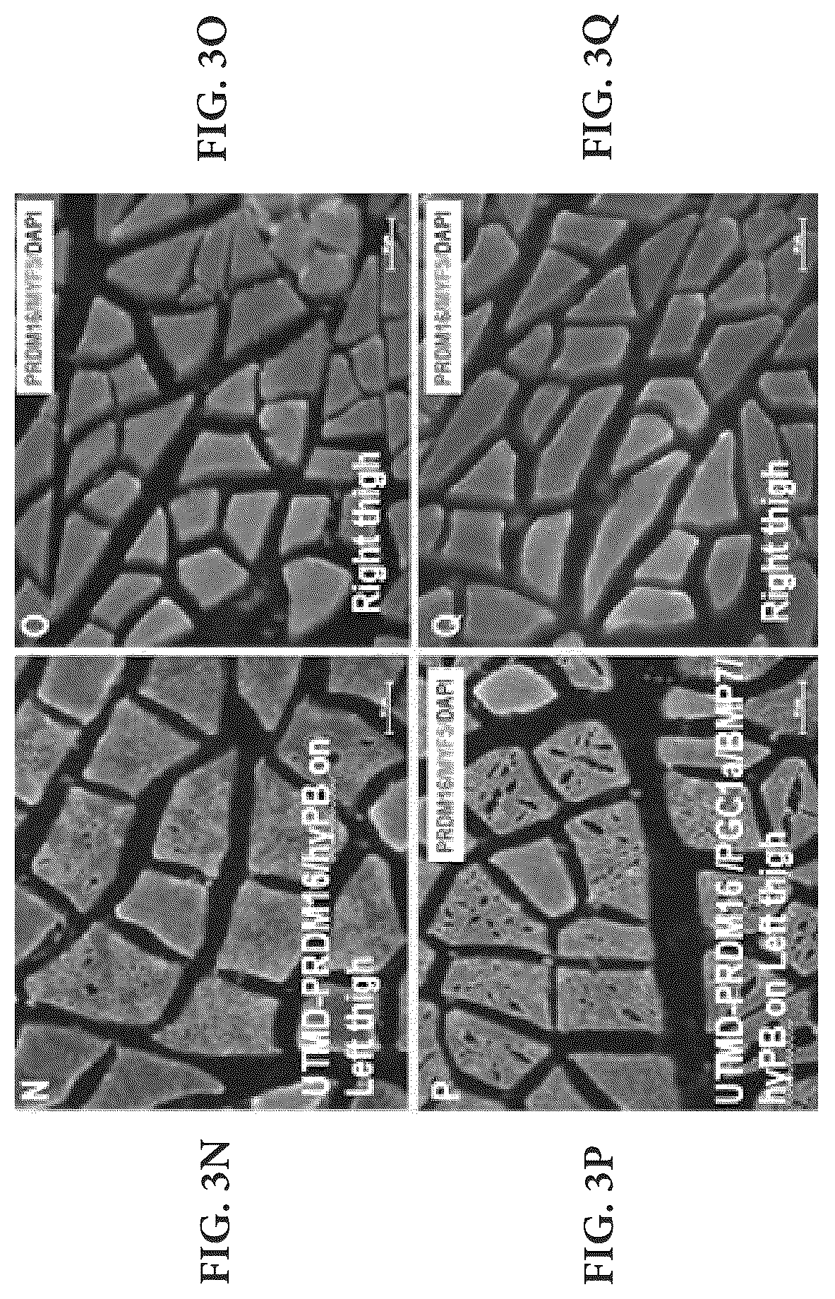 Patent US12616735 Figure 14 – Compositions and methods of controlling expression of thermogenin (UCP-1) in skeletal muscles