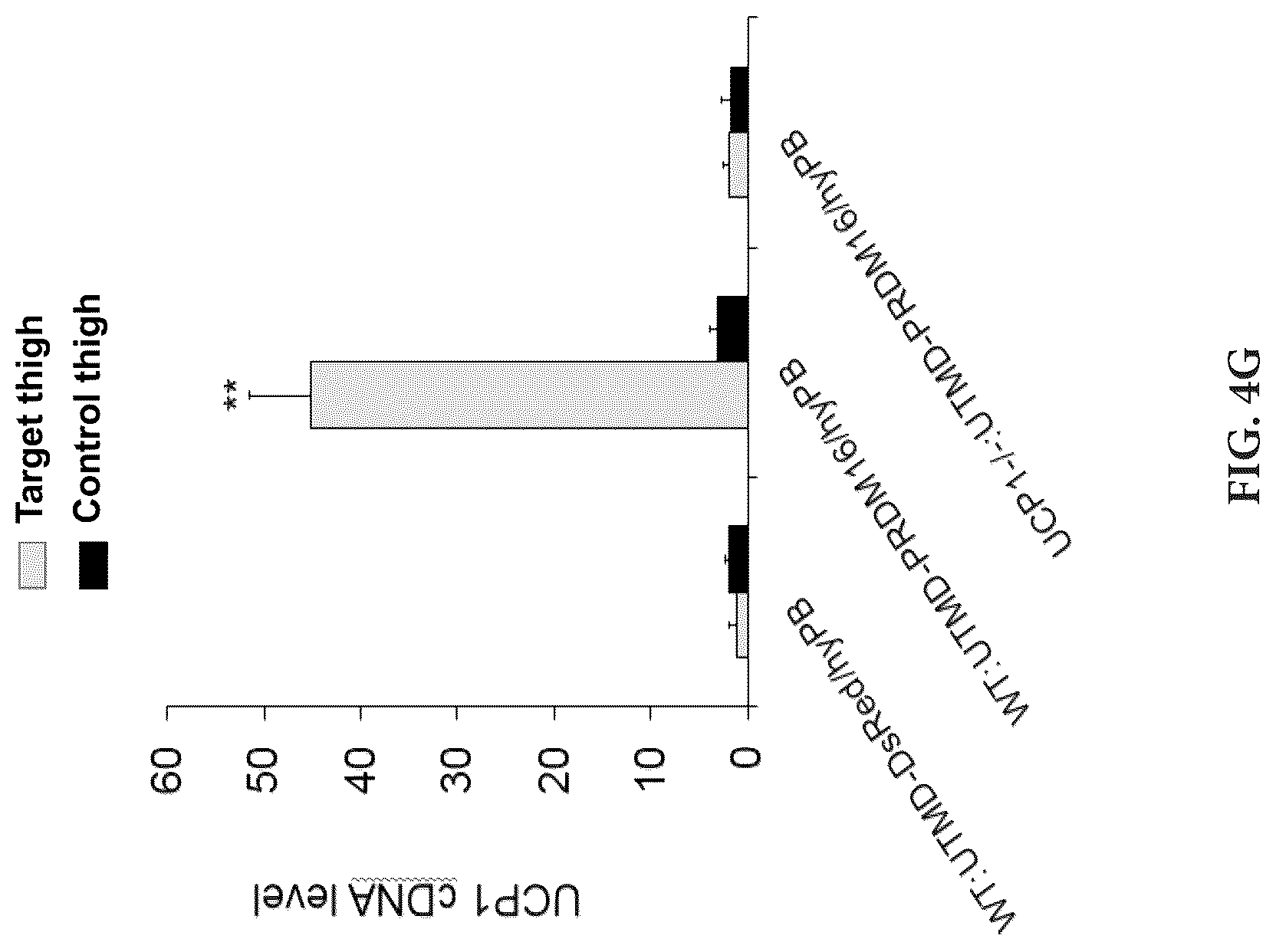 Patent US12616735 Figure 17 – Compositions and methods of controlling expression of thermogenin (UCP-1) in skeletal muscles