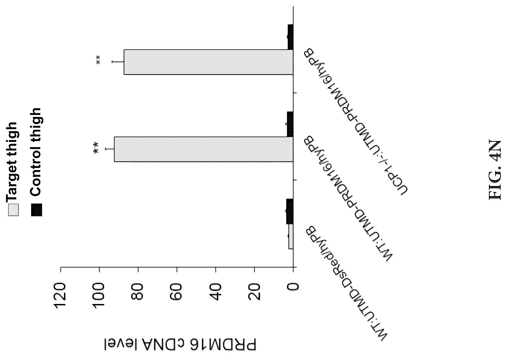 Patent US12616735 Figure 19 – Compositions and methods of controlling expression of thermogenin (UCP-1) in skeletal muscles