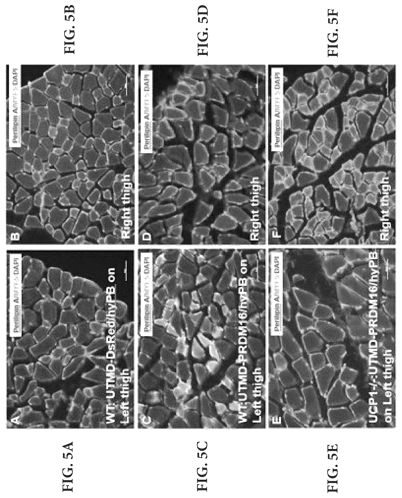 Patent US12616735 Figure 20 – Compositions and methods of controlling expression of thermogenin (UCP-1) in skeletal muscles