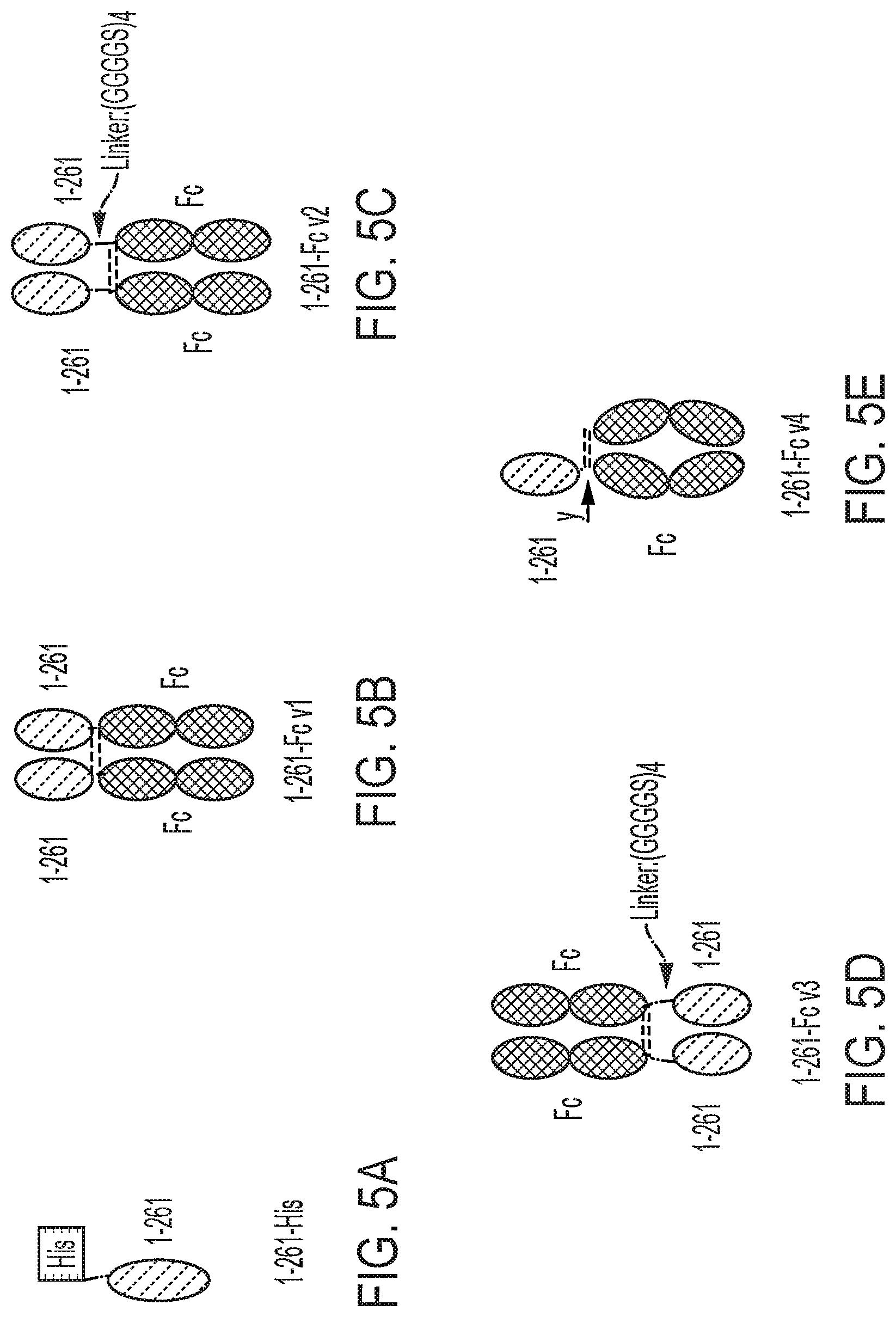 Patent US12616742 Figure 7 – Recombinant heme oxygenase-1 (HO-1) for the treatment of sickle cell disease