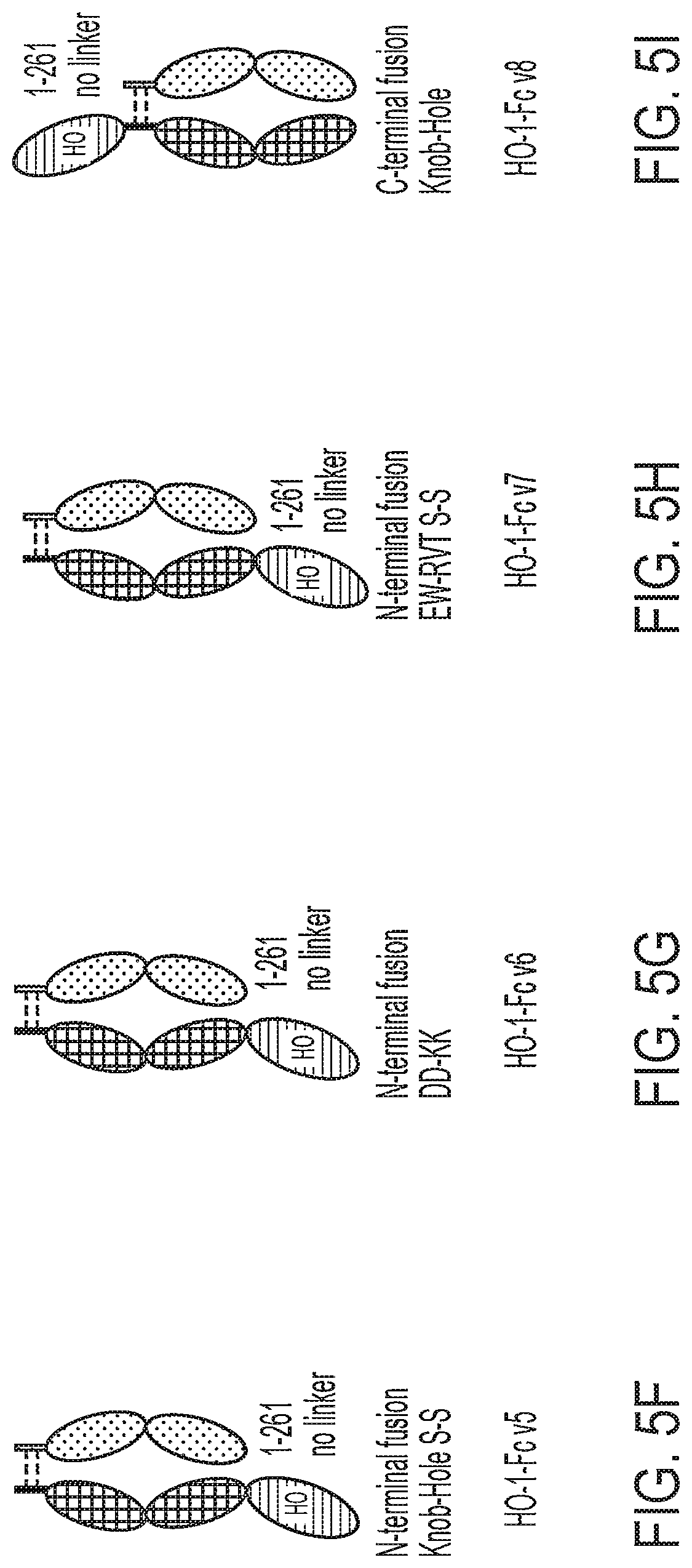 Patent US12616742 Figure 8 – Recombinant heme oxygenase-1 (HO-1) for the treatment of sickle cell disease