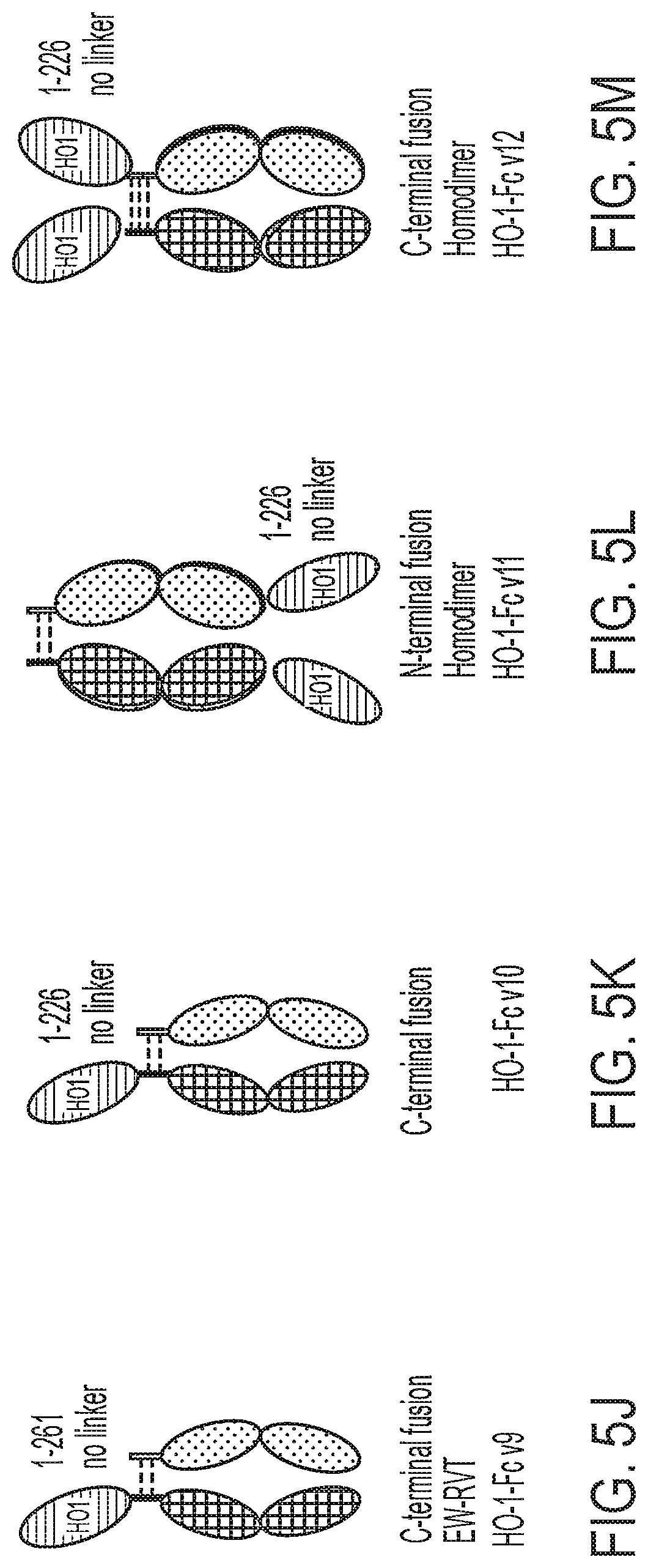 Patent US12616742 Figure 9 – Recombinant heme oxygenase-1 (HO-1) for the treatment of sickle cell disease