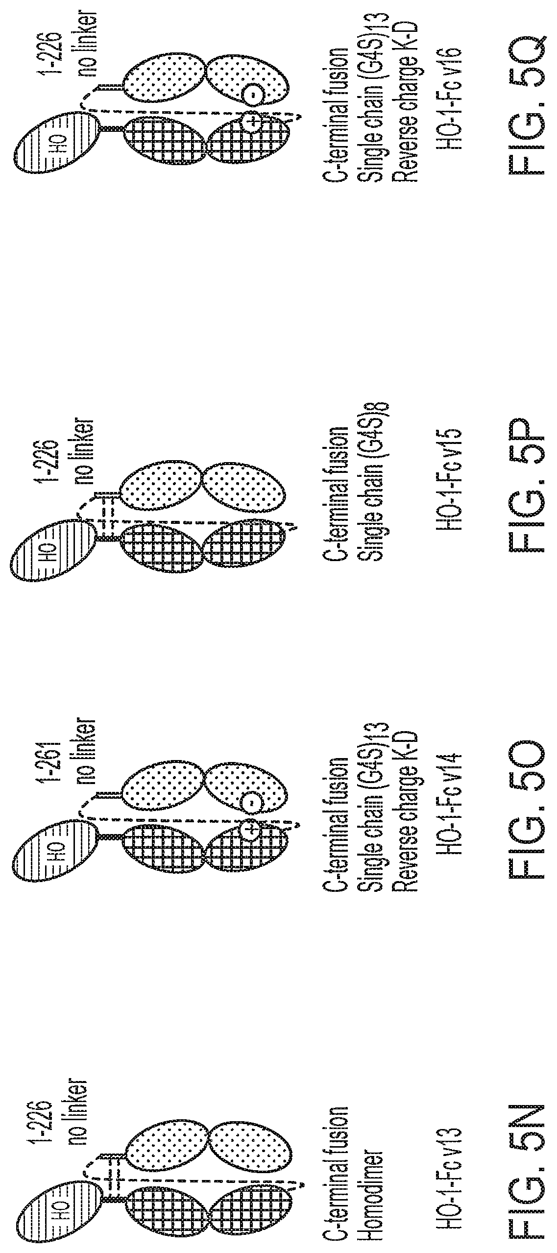 Patent US12616742 Figure 10 – Recombinant heme oxygenase-1 (HO-1) for the treatment of sickle cell disease
