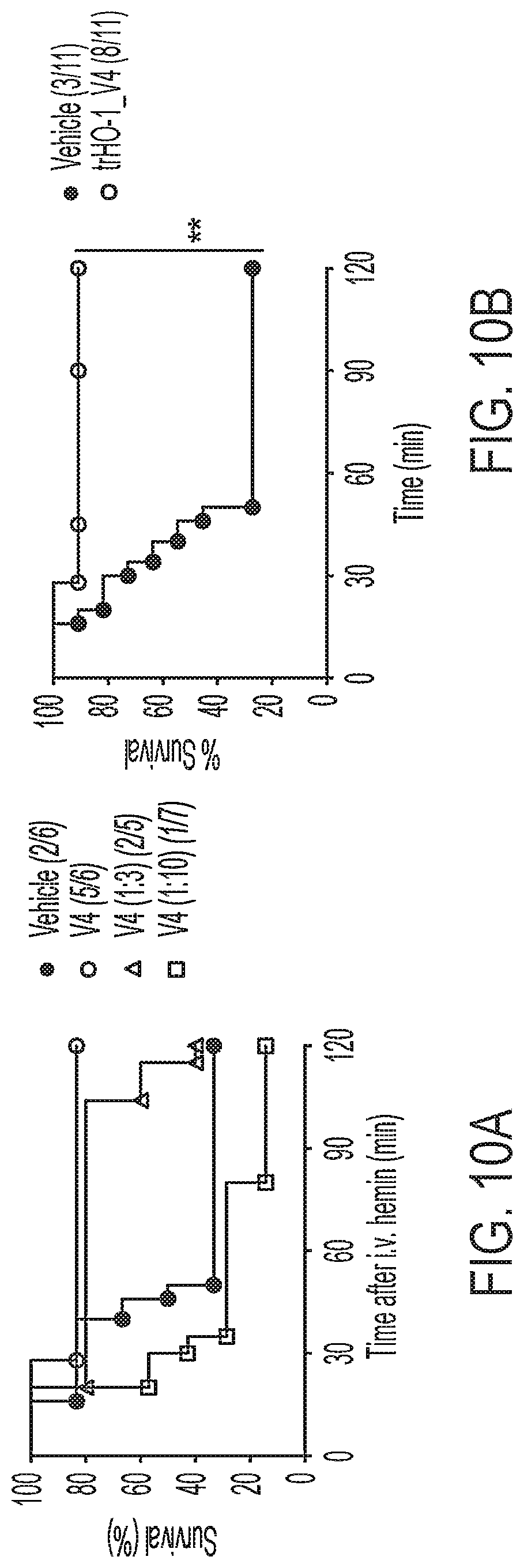 Patent US12616742 Figure 15 – Recombinant heme oxygenase-1 (HO-1) for the treatment of sickle cell disease