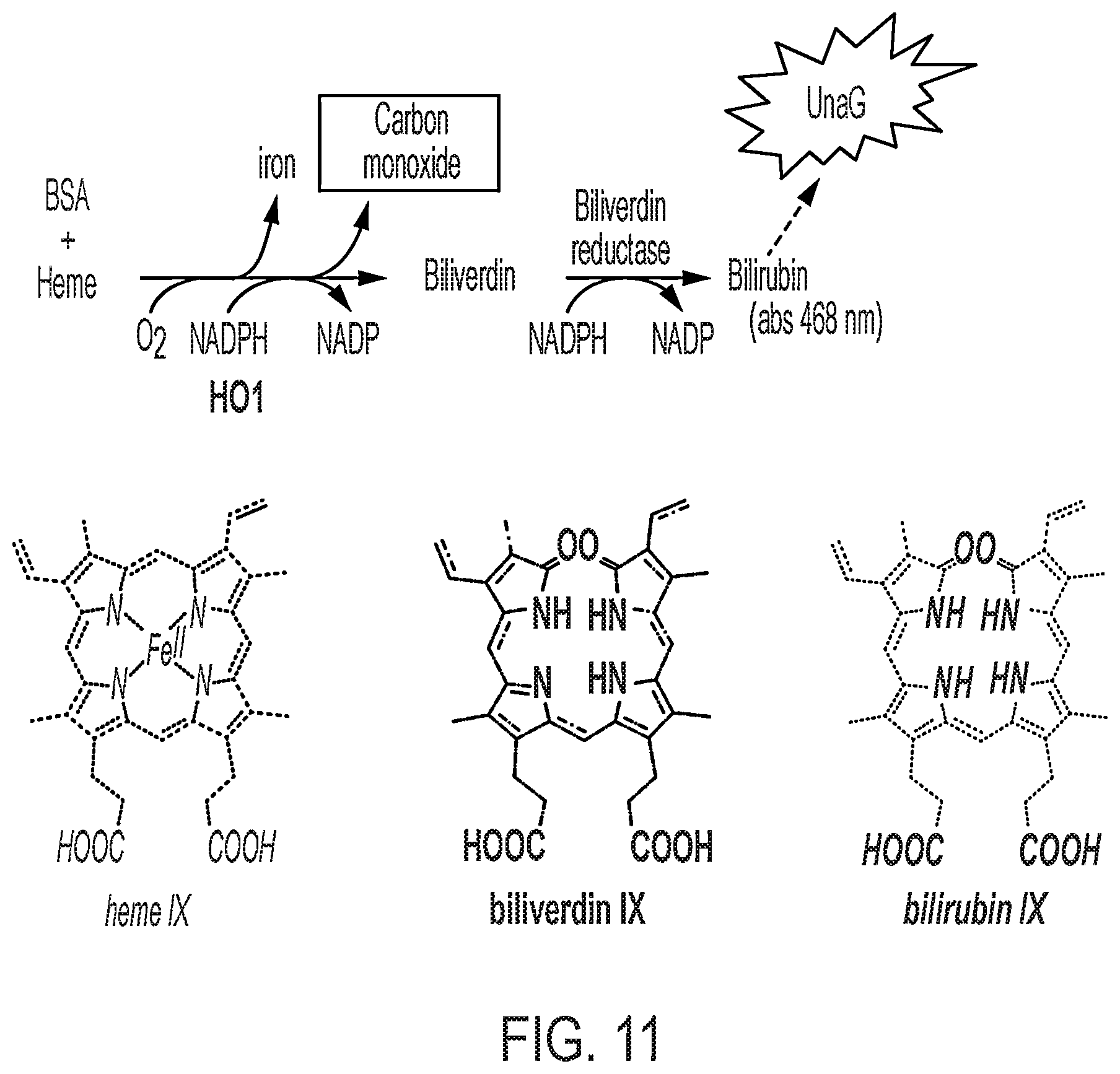 Patent US12616742 Figure 17 – Recombinant heme oxygenase-1 (HO-1) for the treatment of sickle cell disease