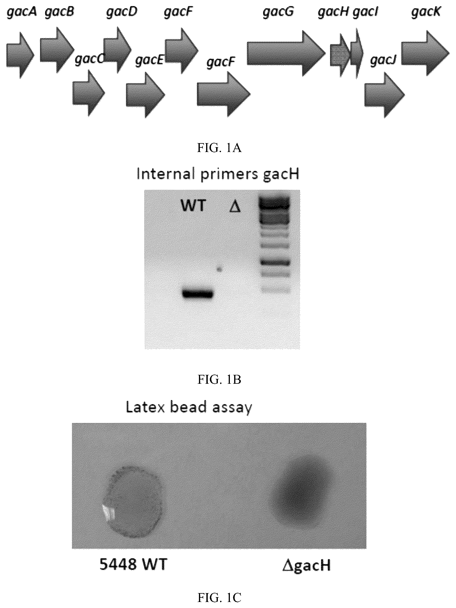 Patent US12616743 Figure 1 – Streptococcal GlcNAc-lacking glycopolypeptides, cell wall carbohydrates, streptococcus vaccines, and methods for making and using them