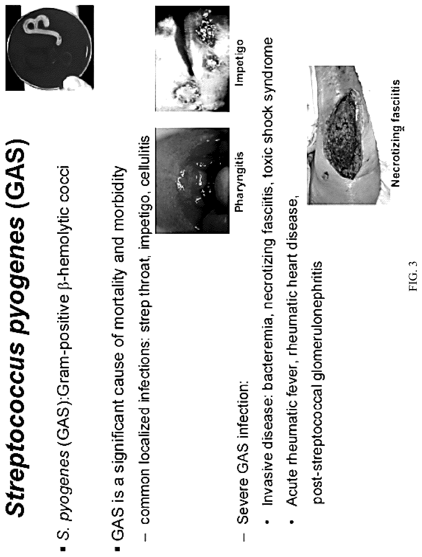Patent US12616743 Figure 5 – Streptococcal GlcNAc-lacking glycopolypeptides, cell wall carbohydrates, streptococcus vaccines, and methods for making and using them