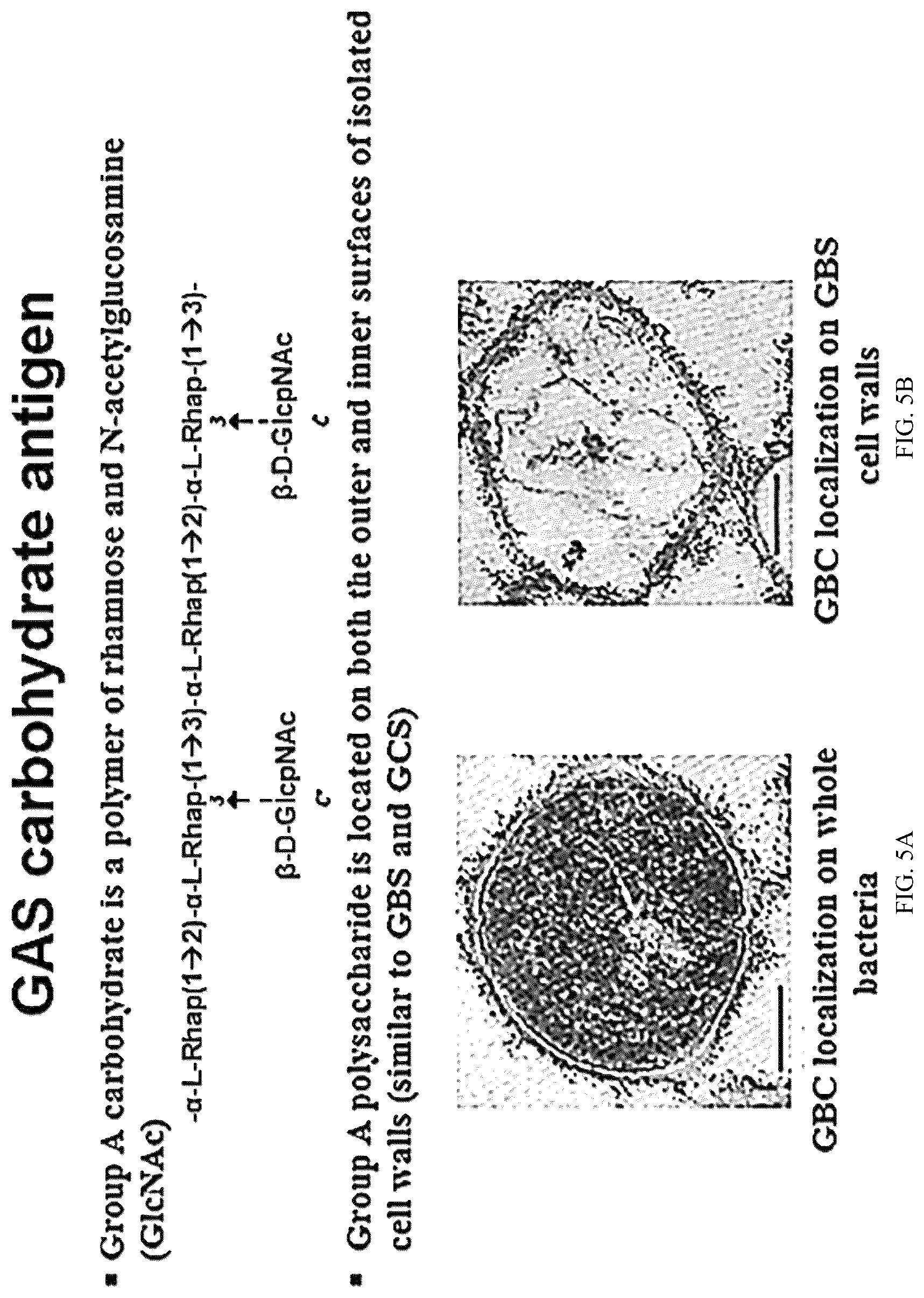 Patent US12616743 Figure 7 – Streptococcal GlcNAc-lacking glycopolypeptides, cell wall carbohydrates, streptococcus vaccines, and methods for making and using them