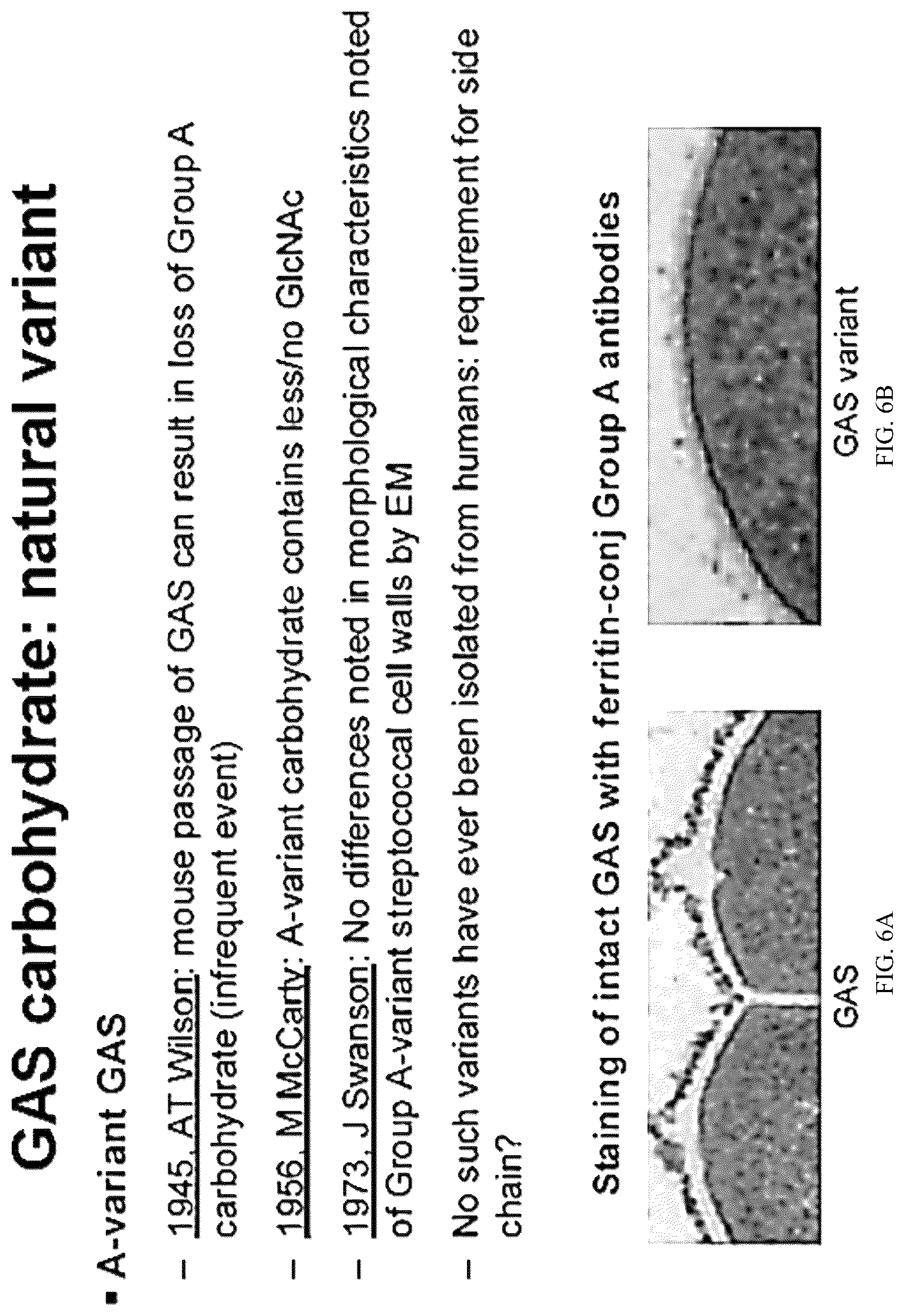 Patent US12616743 Figure 8 – Streptococcal GlcNAc-lacking glycopolypeptides, cell wall carbohydrates, streptococcus vaccines, and methods for making and using them