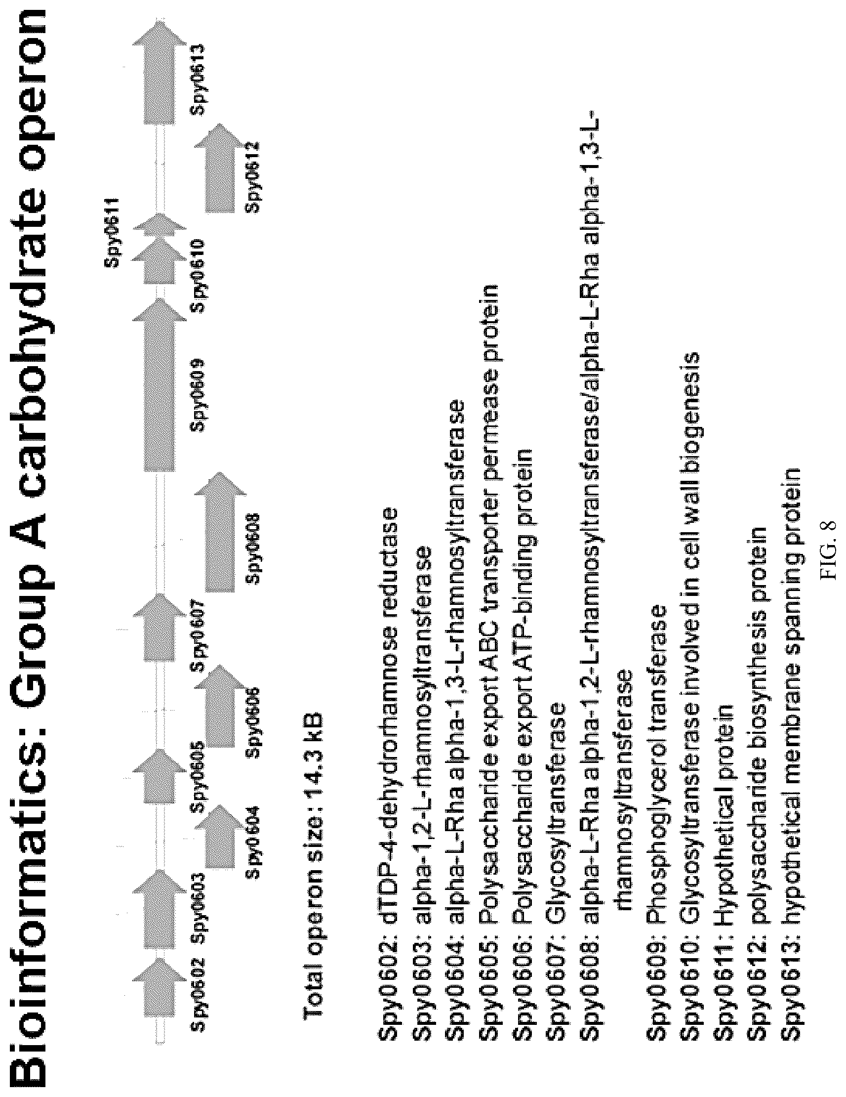 Patent US12616743 Figure 10 – Streptococcal GlcNAc-lacking glycopolypeptides, cell wall carbohydrates, streptococcus vaccines, and methods for making and using them
