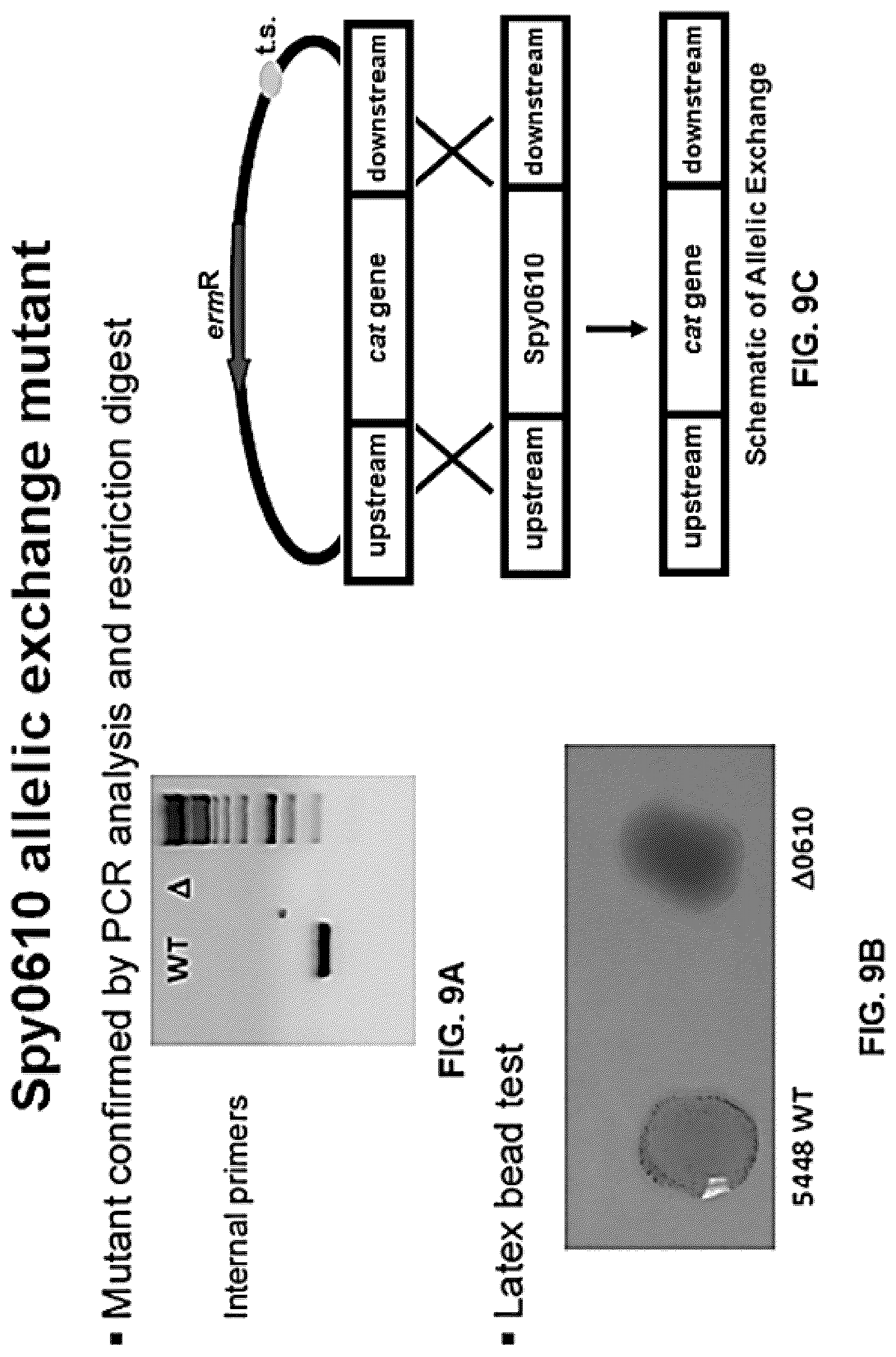 Patent US12616743 Figure 11 – Streptococcal GlcNAc-lacking glycopolypeptides, cell wall carbohydrates, streptococcus vaccines, and methods for making and using them