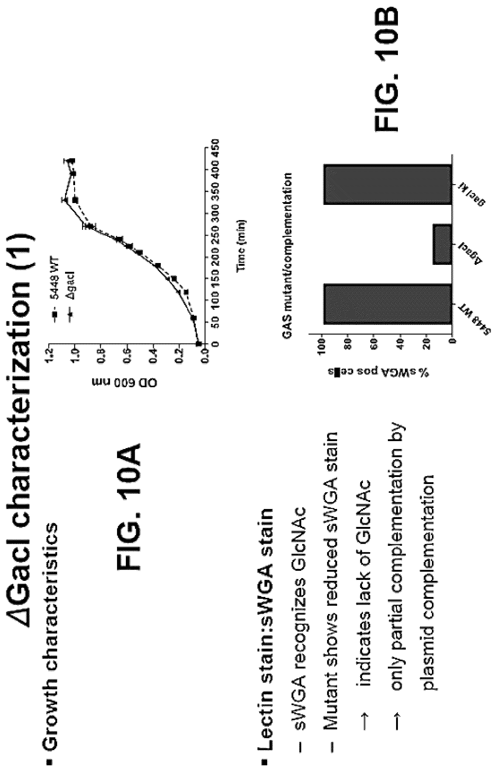 Patent US12616743 Figure 12 – Streptococcal GlcNAc-lacking glycopolypeptides, cell wall carbohydrates, streptococcus vaccines, and methods for making and using them