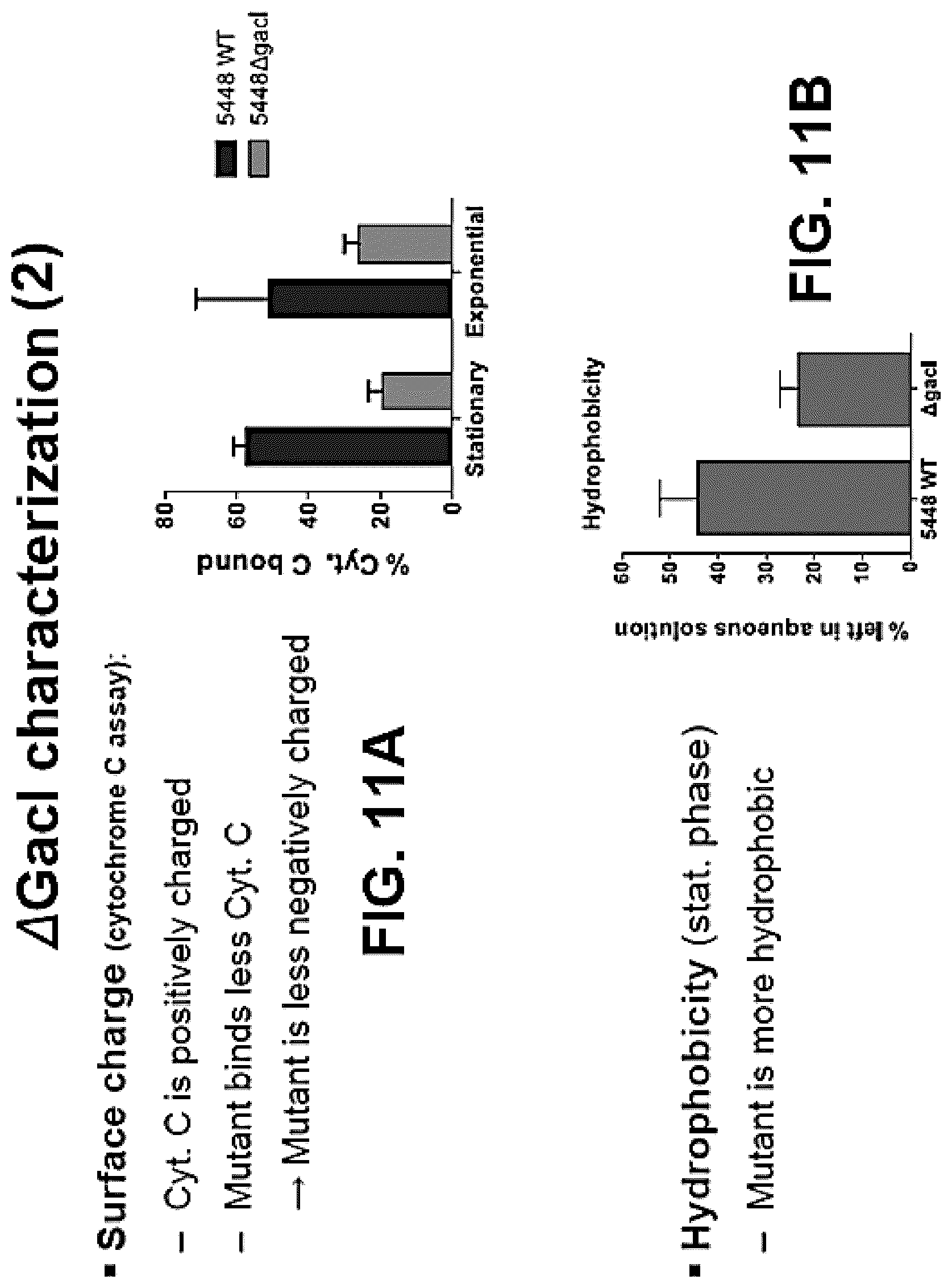 Patent US12616743 Figure 13 – Streptococcal GlcNAc-lacking glycopolypeptides, cell wall carbohydrates, streptococcus vaccines, and methods for making and using them