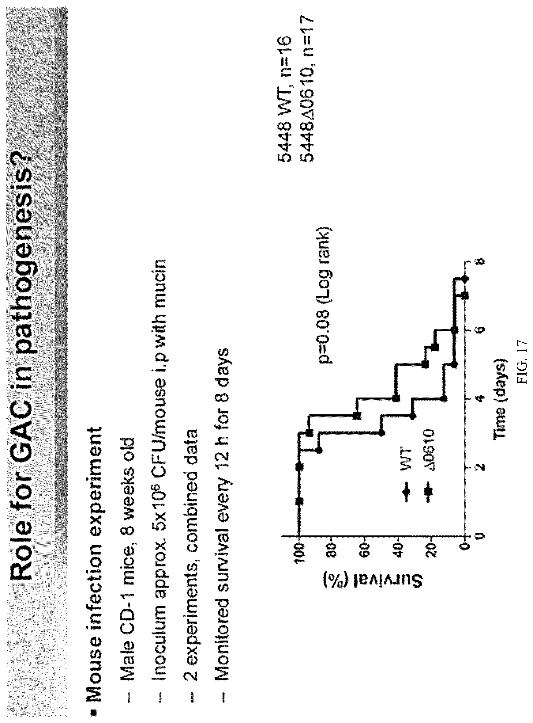 Patent US12616743 Figure 19 – Streptococcal GlcNAc-lacking glycopolypeptides, cell wall carbohydrates, streptococcus vaccines, and methods for making and using them