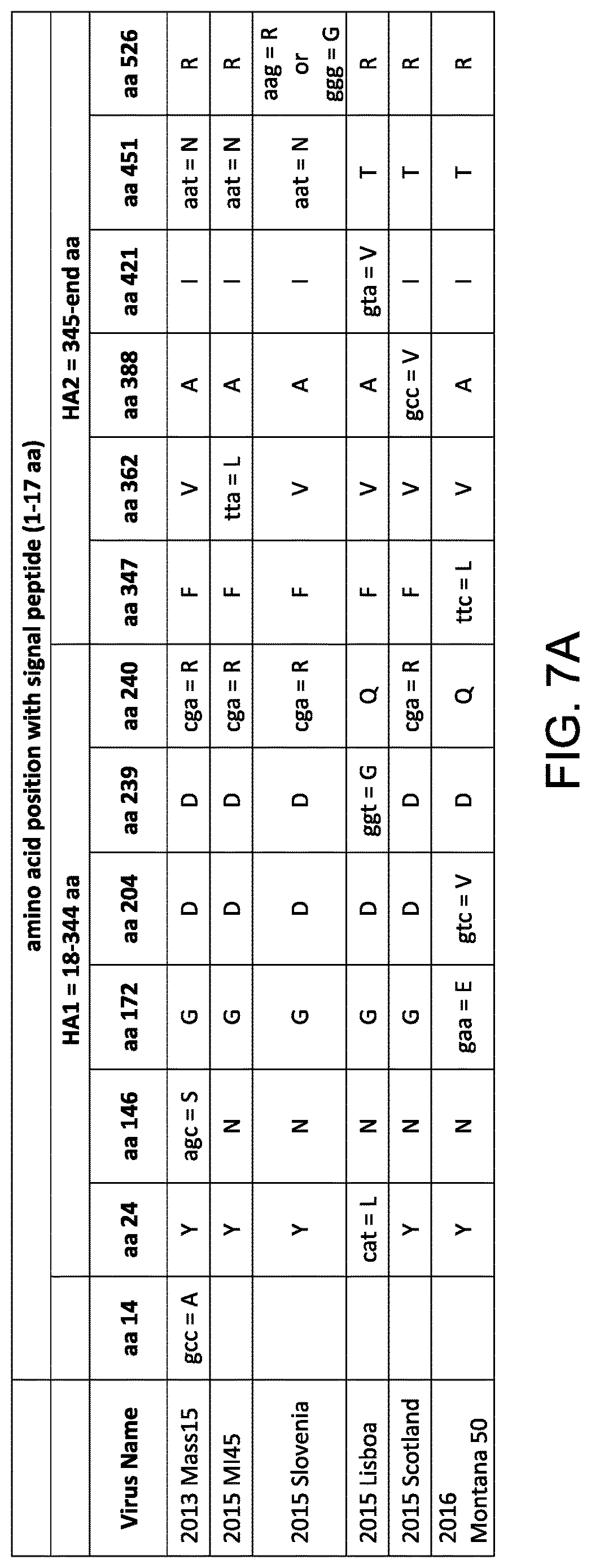 Patent US12616745 Figure 8 – Influenza virus backbone