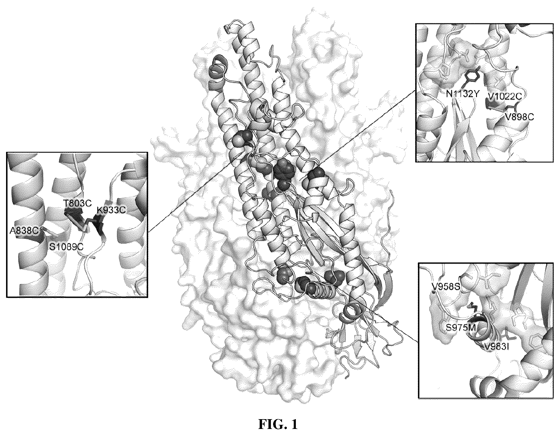 Patent US12616747 — Stabilized beta-coronavirus antigens — Figure 1