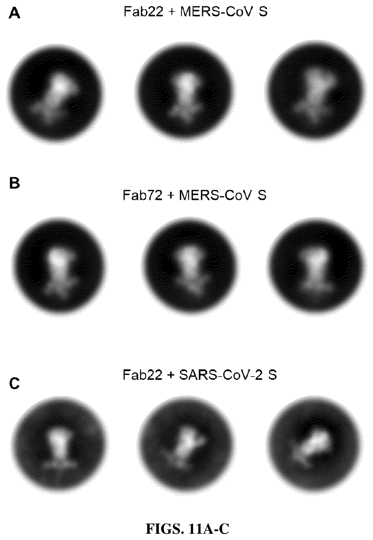 Patent US12616747 Figure 13 – Stabilized beta-coronavirus antigens