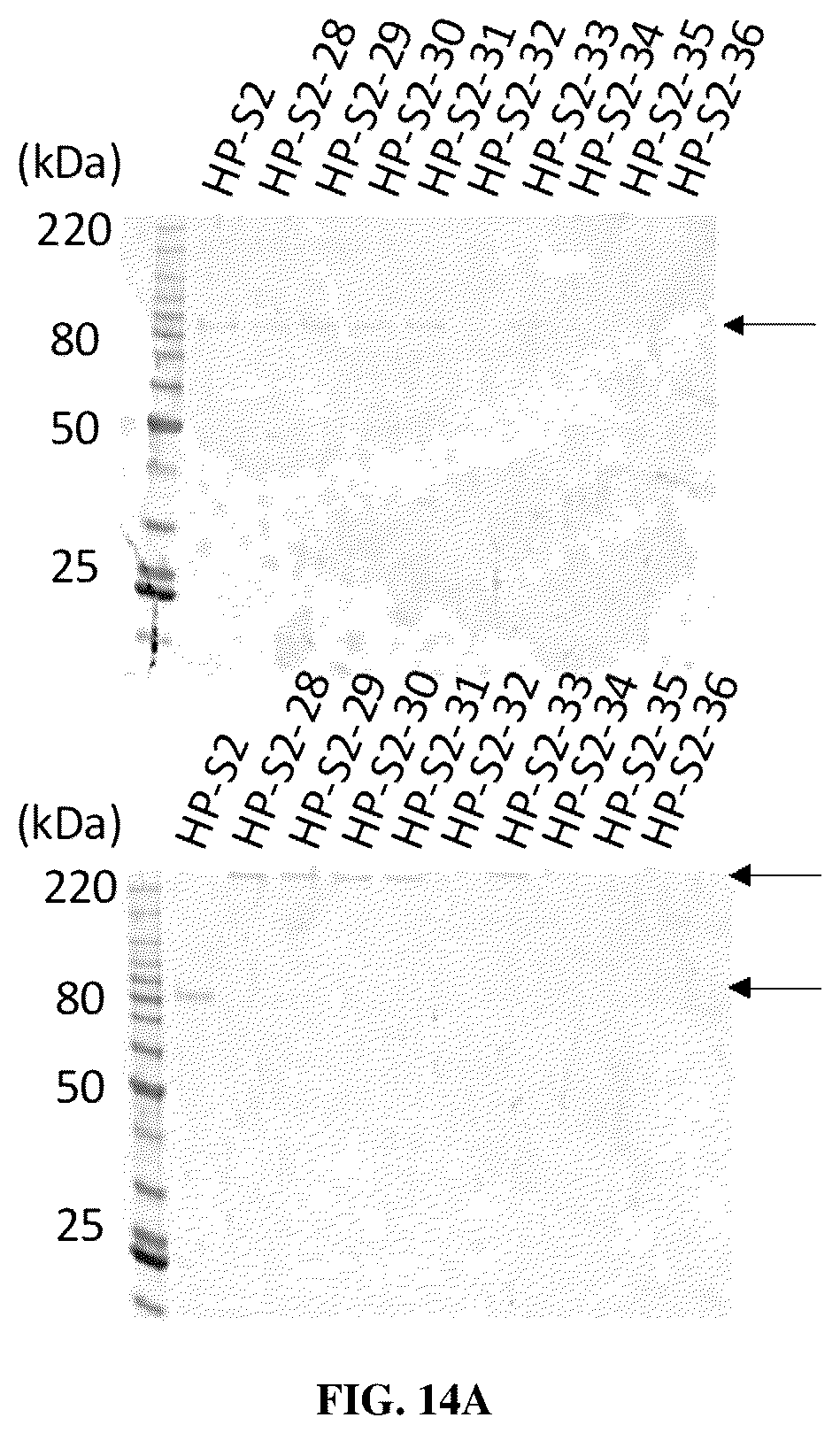 Patent US12616747 Figure 18 – Stabilized beta-coronavirus antigens