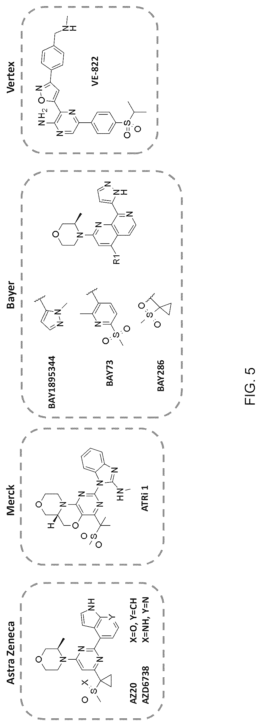 Patent US12616750 Figure 5 – Combination therapy utilizing DNA alkylating agents and ATR inhibitors