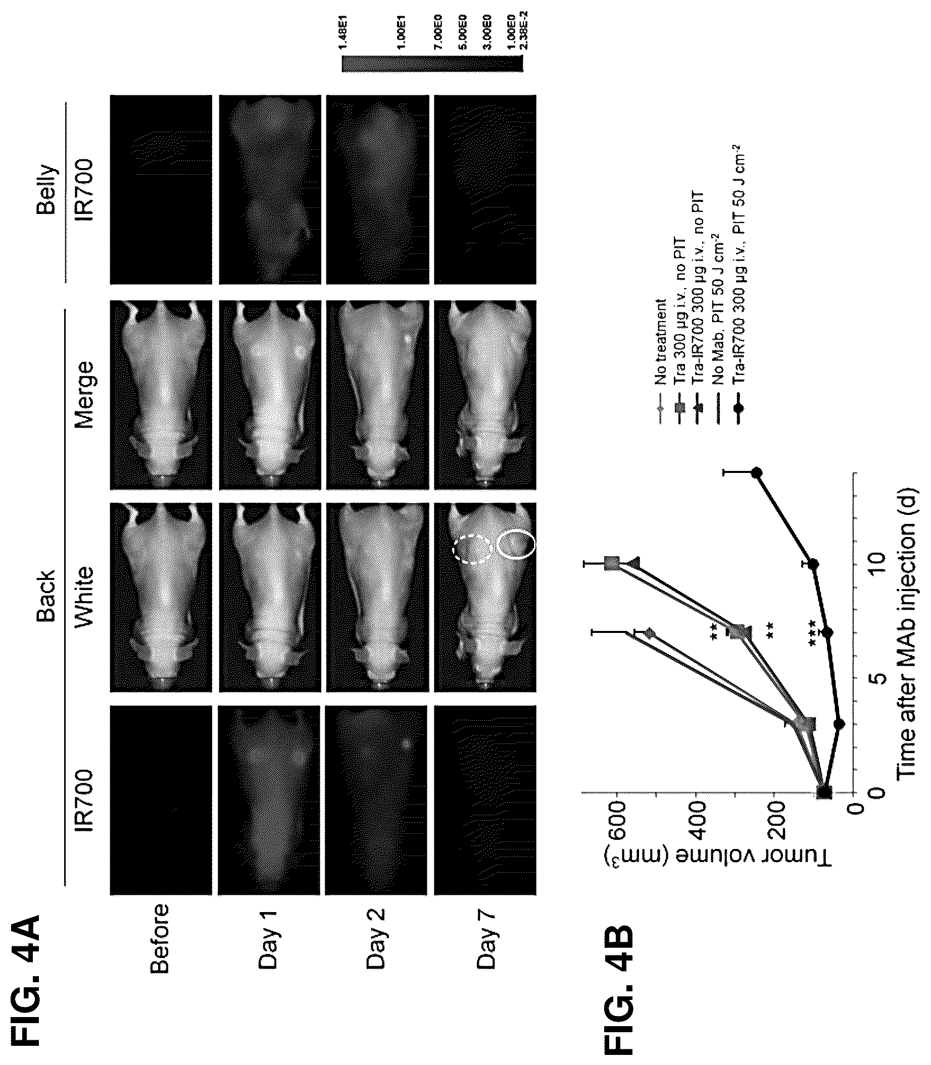 Patent US12616751 Figure 4 – Photosensitizing antibody-fluorophore conjugates