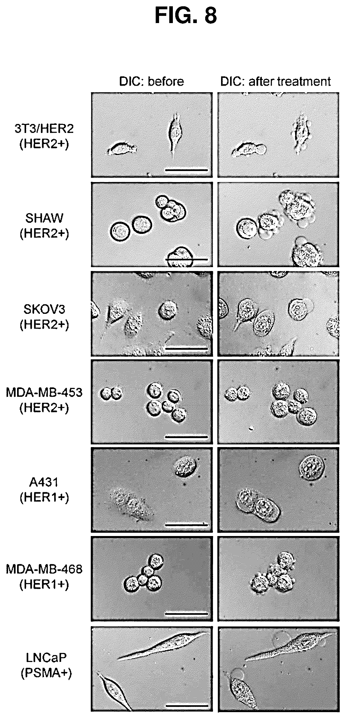 Patent US12616751 Figure 9 – Photosensitizing antibody-fluorophore conjugates
