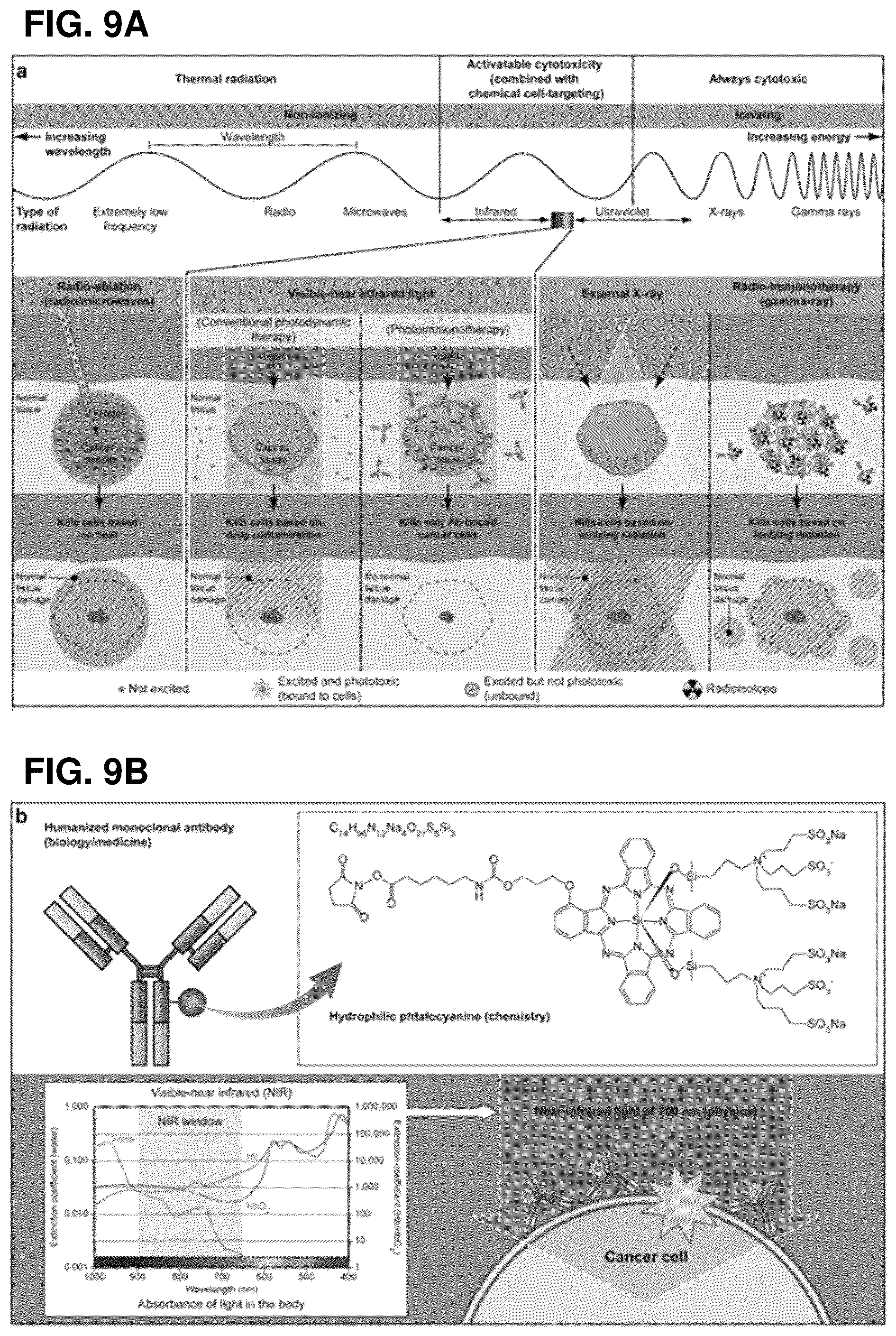 Patent US12616751 Figure 10 – Photosensitizing antibody-fluorophore conjugates