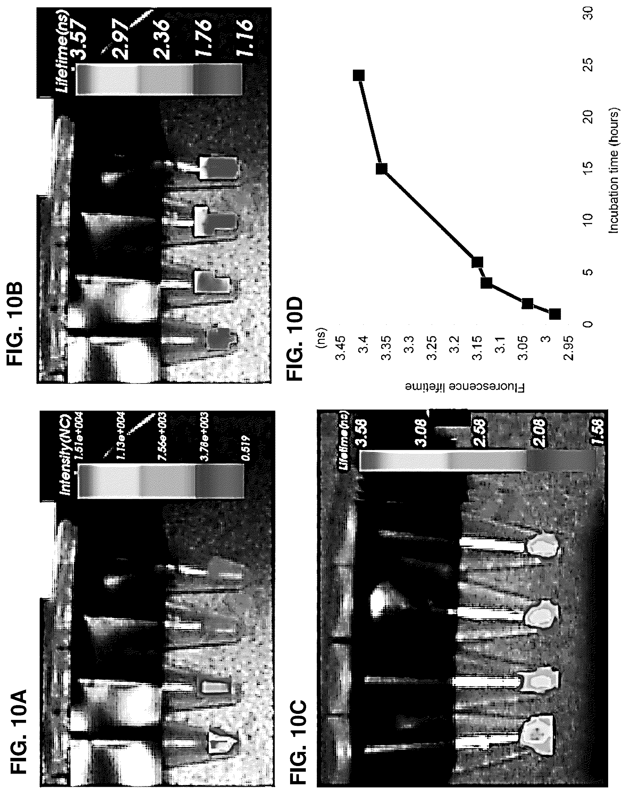 Patent US12616751 Figure 11 – Photosensitizing antibody-fluorophore conjugates